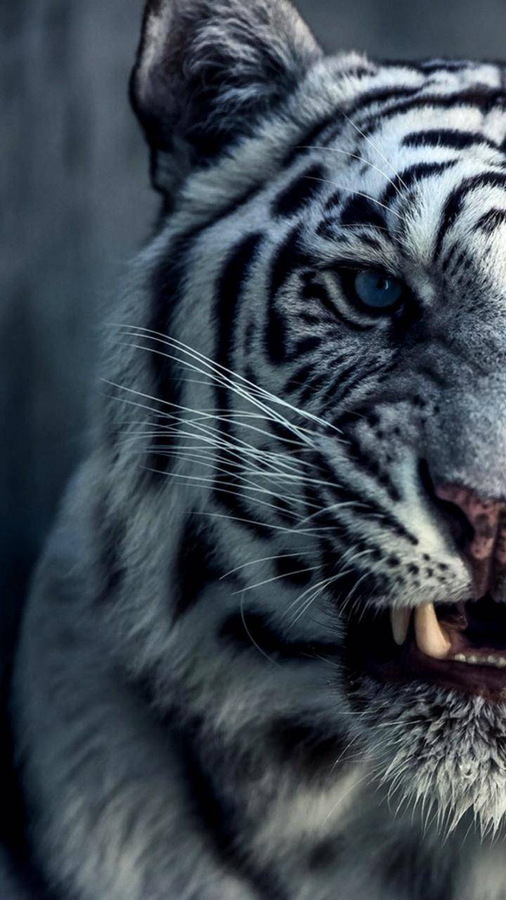 720x1280 White Tiger wallpaper