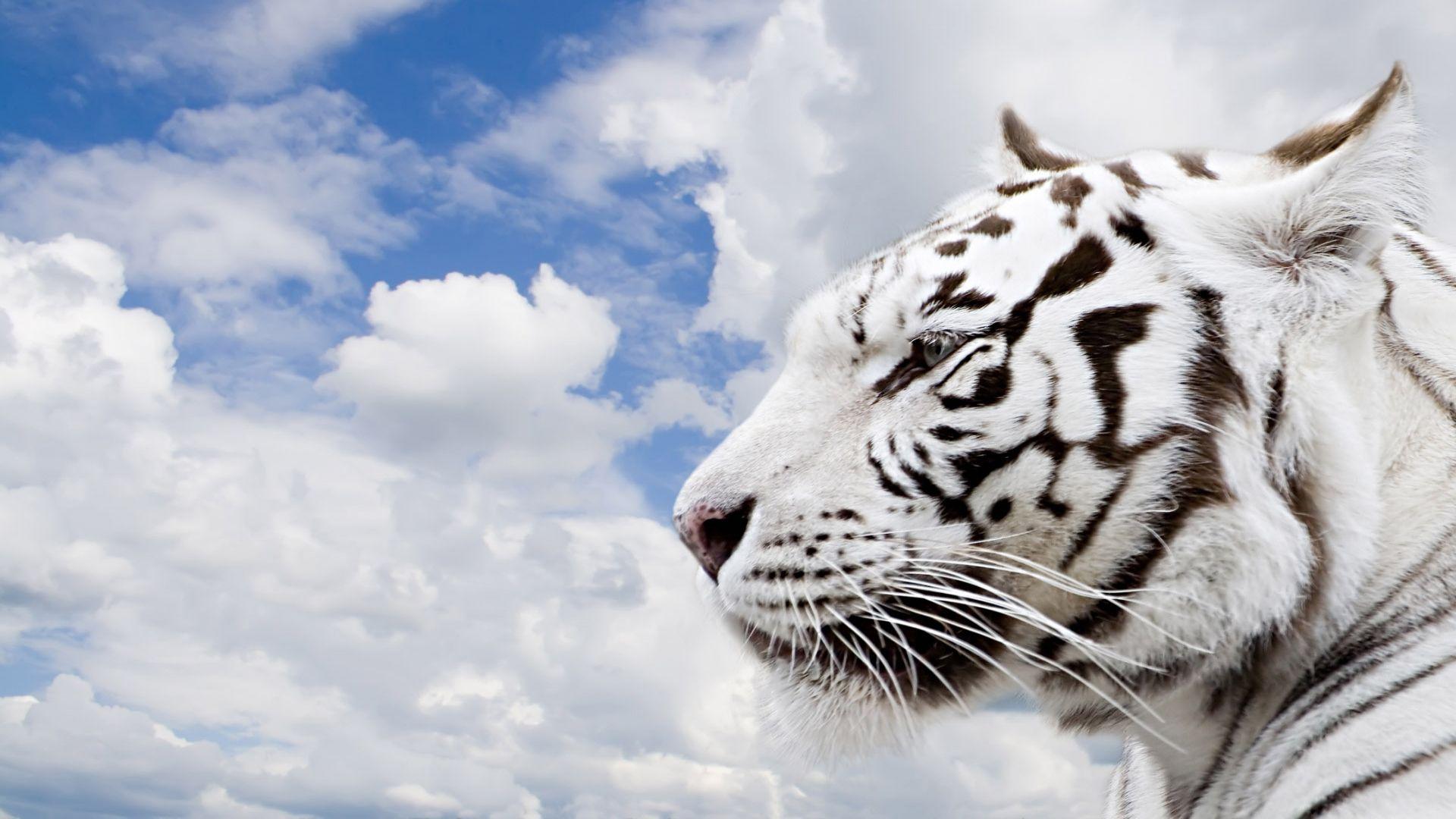 1920x1080 3D white tiger wallpaper