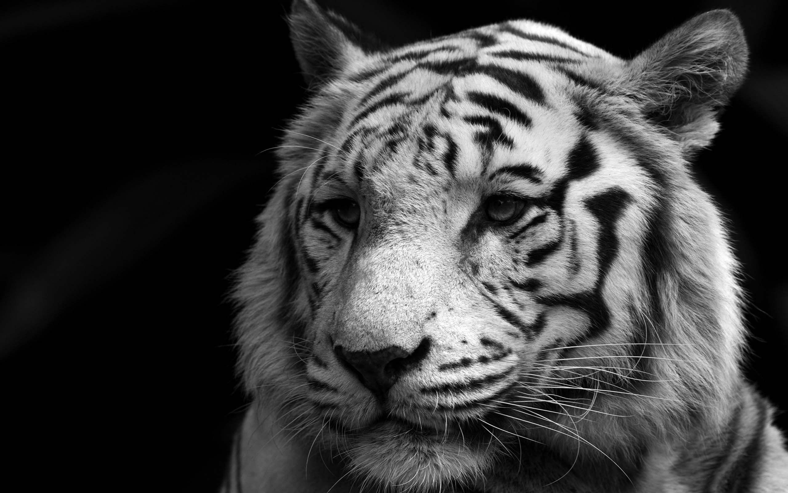 2560x1600 Animals white tiger monochrome wallpaperx1600