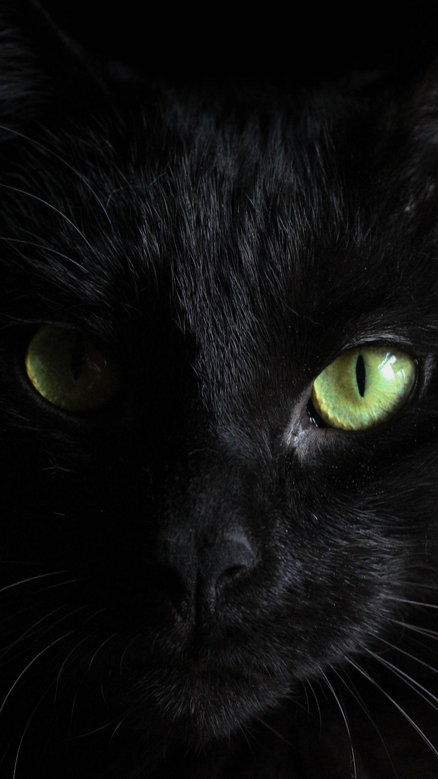 1440x2560 Download wallpaper 1440x2560 black cat, muzzle, look qhd samsung