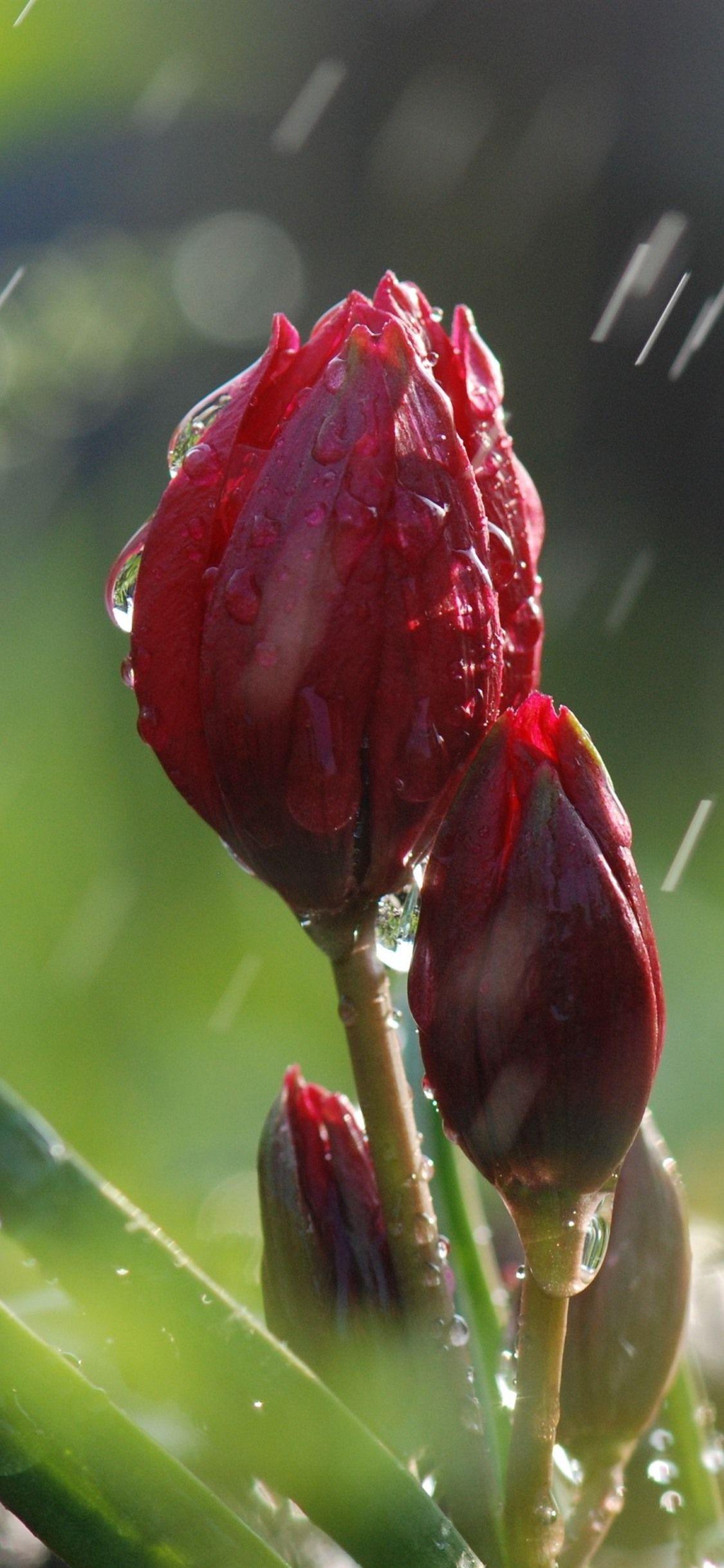 1125x2436 Red Tulips In Rain 1125x2436 IPhone 11 Pro XS X Wallpaper