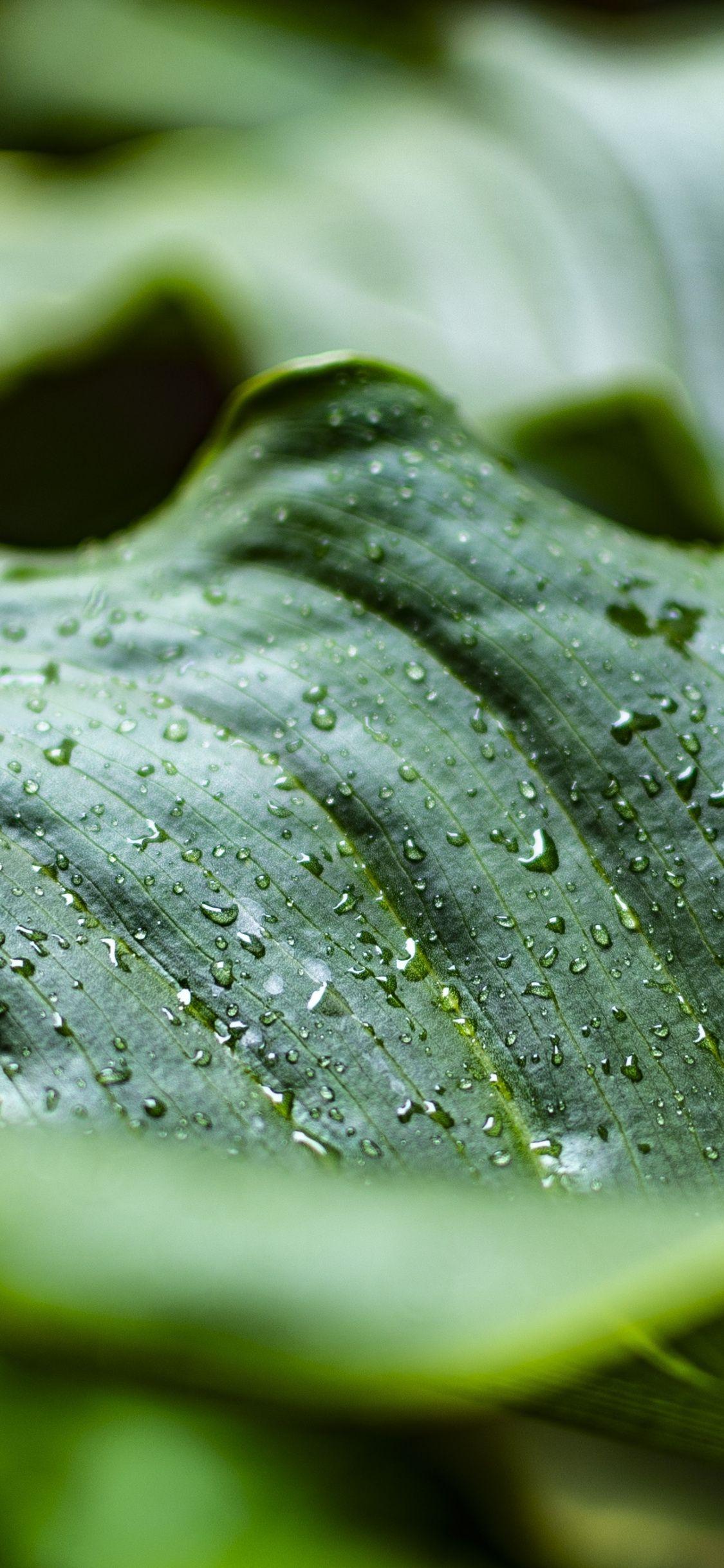 1125x2436 Close up, leaf, rain drops wallpaper, 3936x HD image, picture