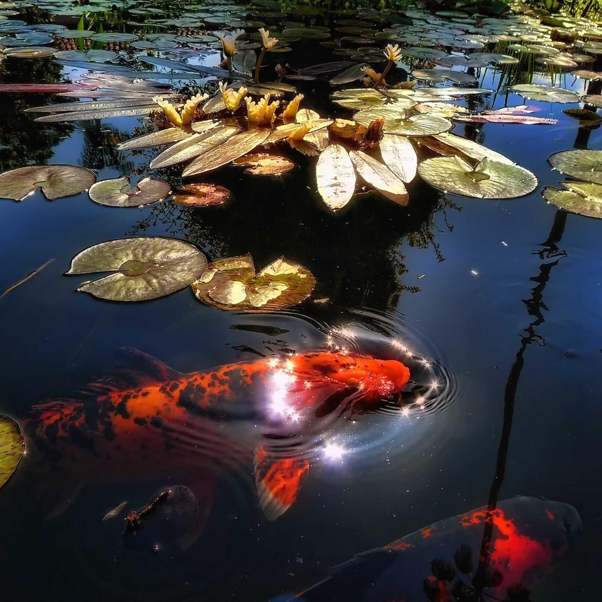 Japanese Koi Fish Pond Wallpapers Top Free Japanese Koi Fish Pond