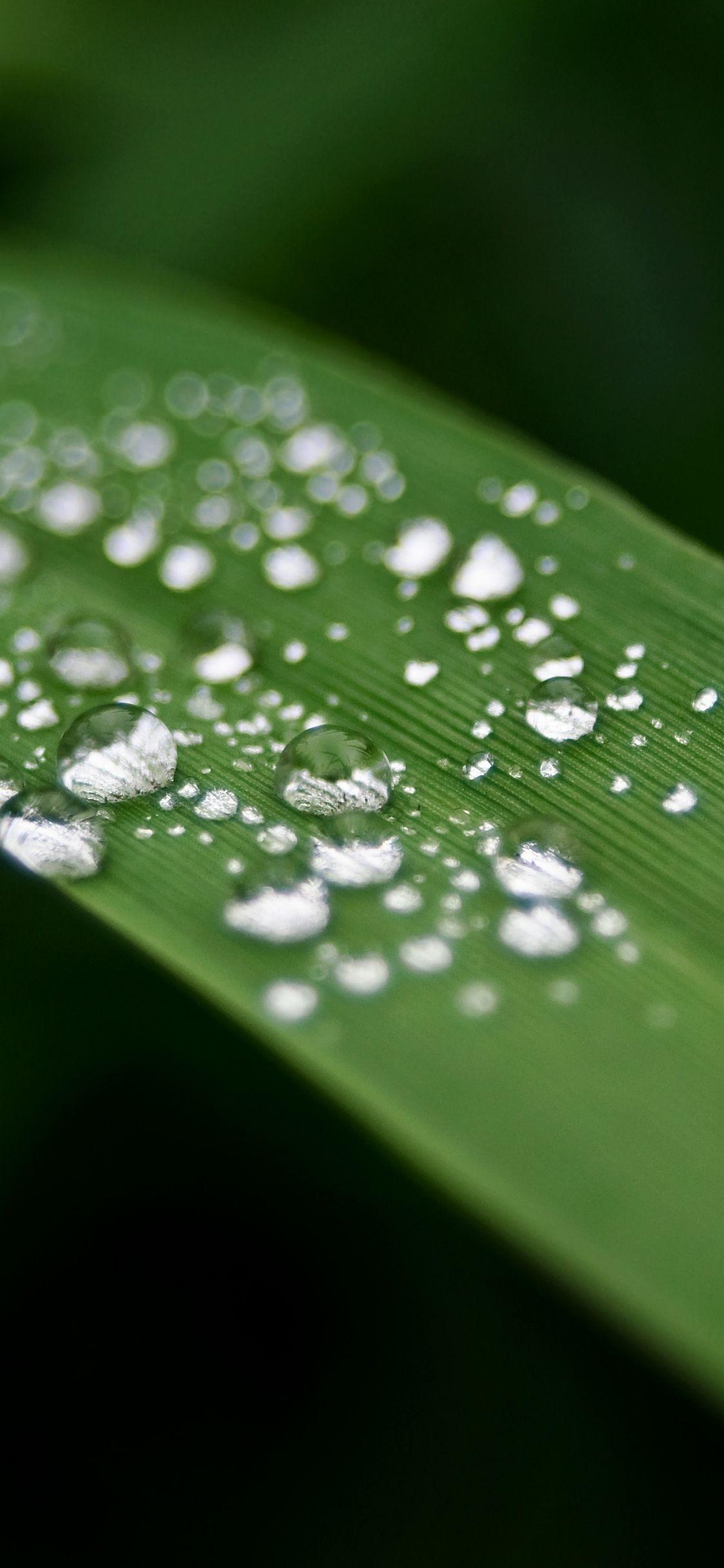 1125x2436 Download 1125x2436 wallpaper rain drops, leaf, close up, iphone x