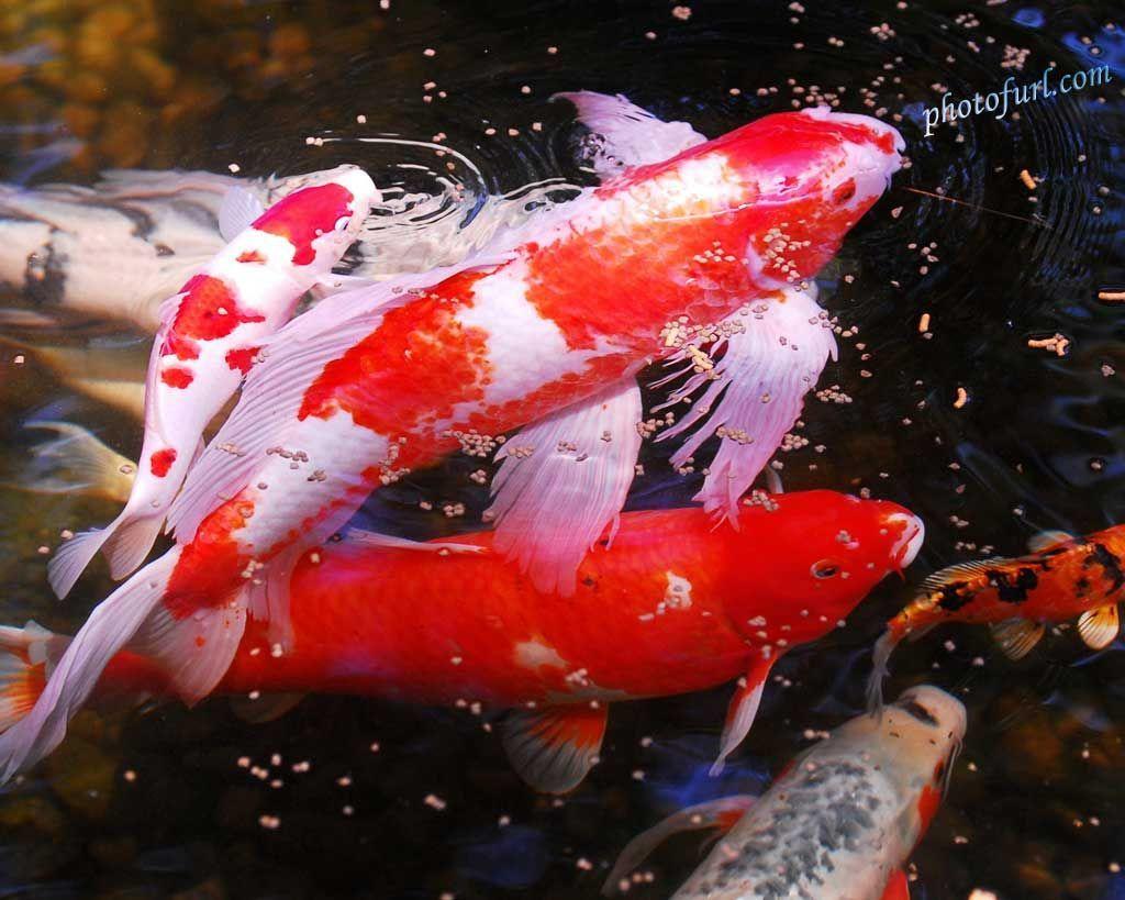 1024x819 koi fish. I want a pond. Пруд кои. Koi, Fish and Aquariums