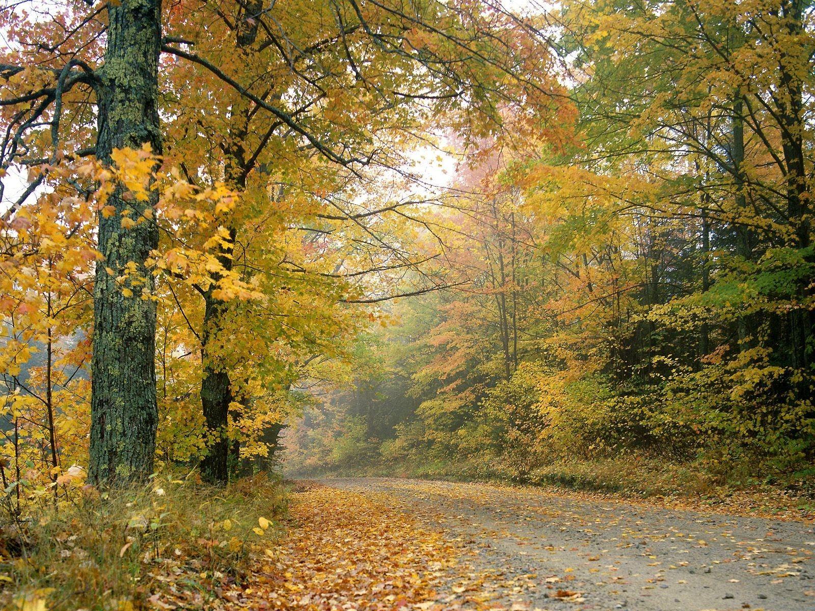1600x1200 Forest: Crisp Autumn Afternoon Vermont Landscape Nature Desktop