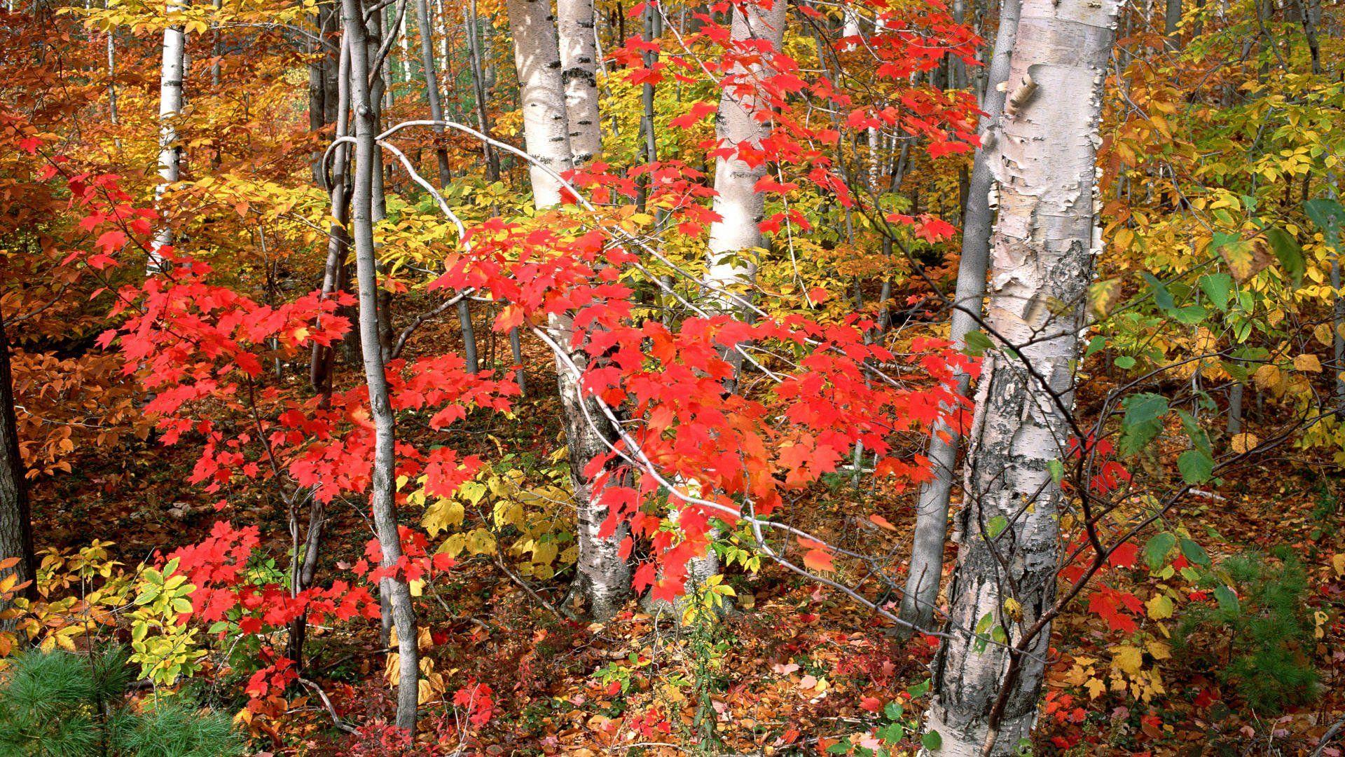 1920x1080 Wallpaper.wiki Vermont Webroot Scenery Background Autumn Trees