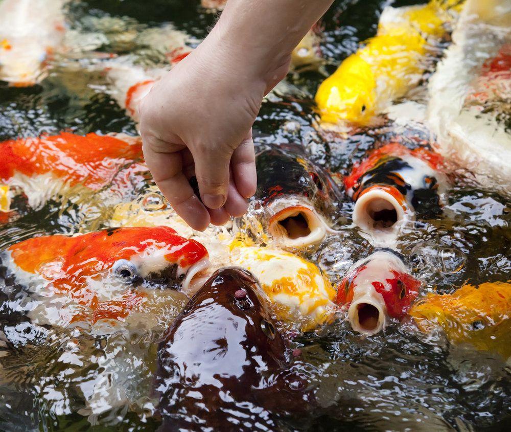 1000x845 Animal Koi wallpaper (Desktop, Phone, Tablet) Desktop