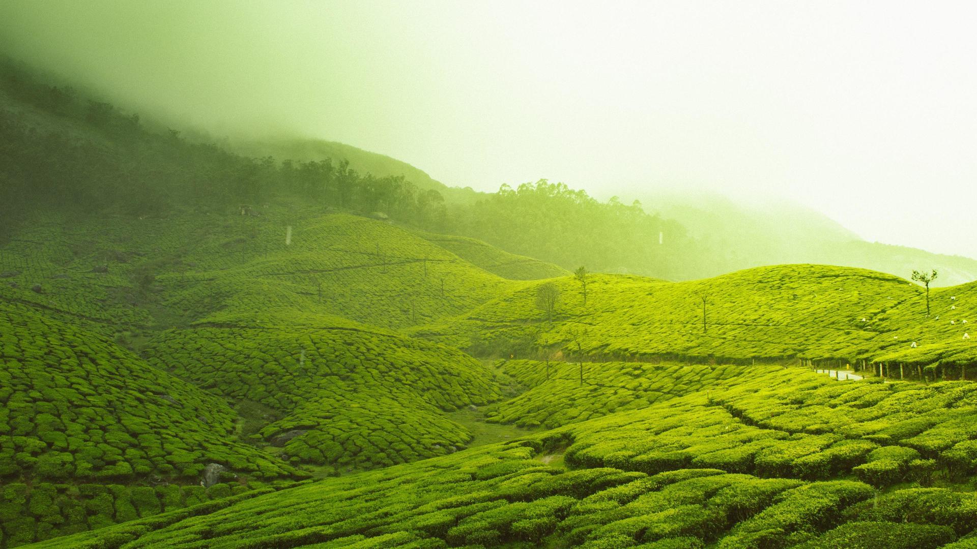 Munnar Wallpapers - Top Free Munnar Backgrounds - WallpaperAccess