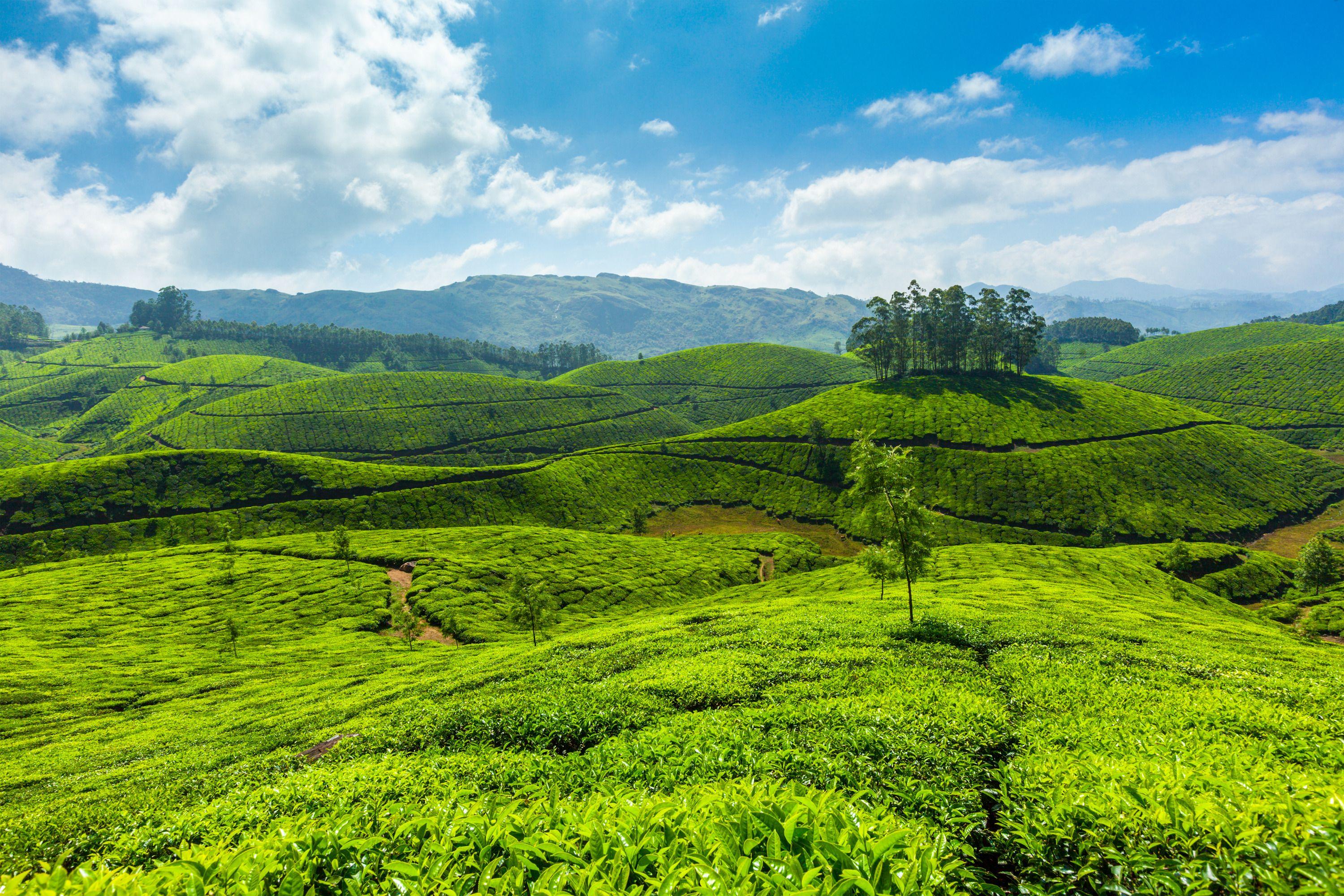 Munnar Wallpapers - Top Free Munnar Backgrounds - Wallpaperaccess