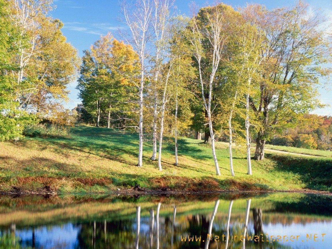 1152x864 Field: Lake Trees Beauty Birch Autumn Vermont Landscape Desktop