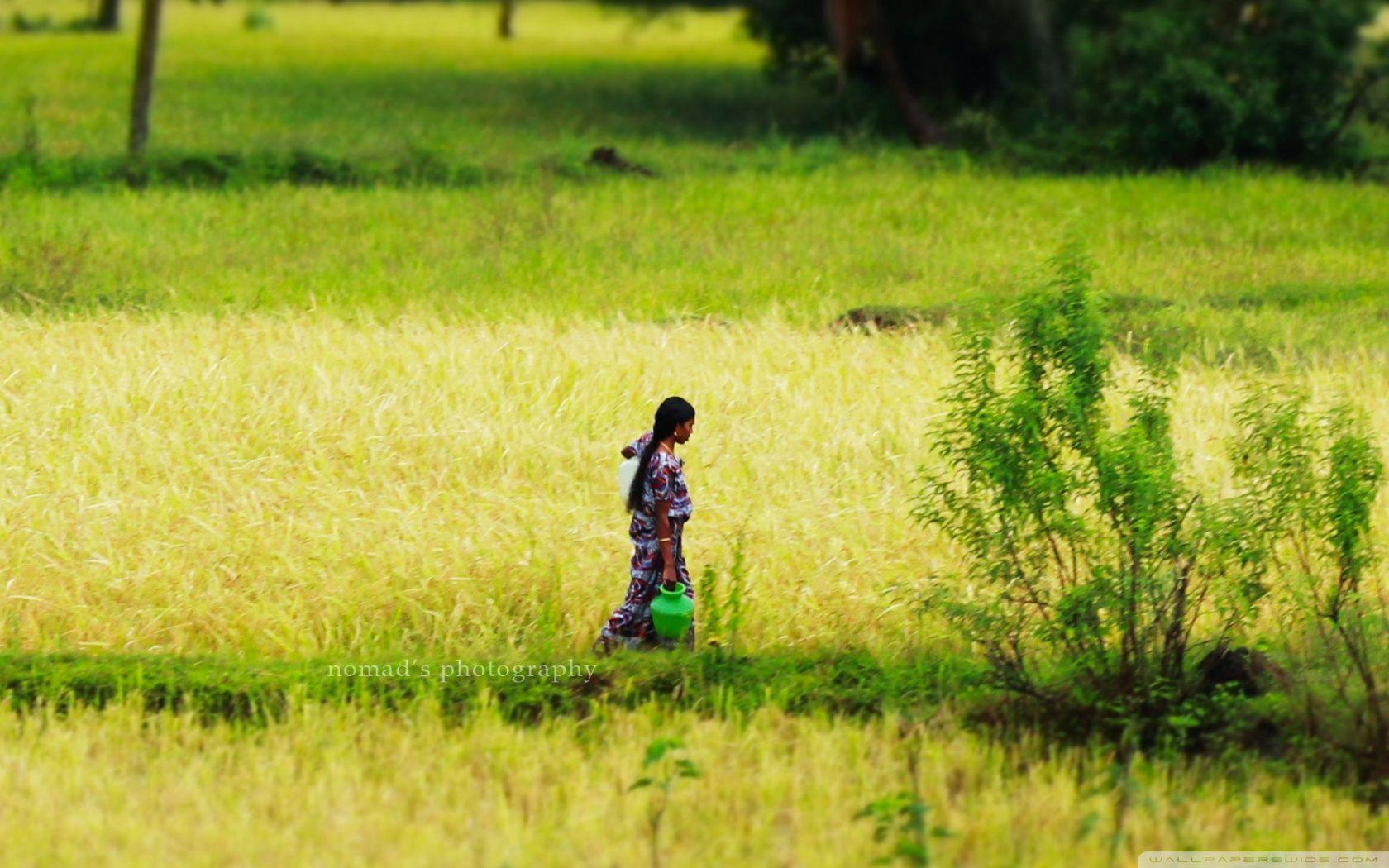 1680x1050 Fields in Kerala Ultra HD Desktop Background Wallpaper for 4K UHD