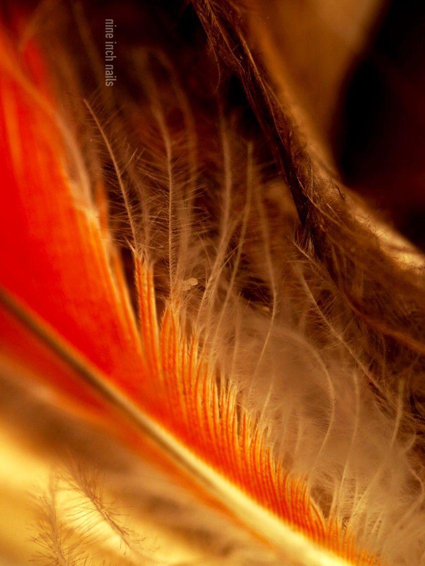 852x1136 Nine Inch Nails HD Wallpaper. Nine inch nails