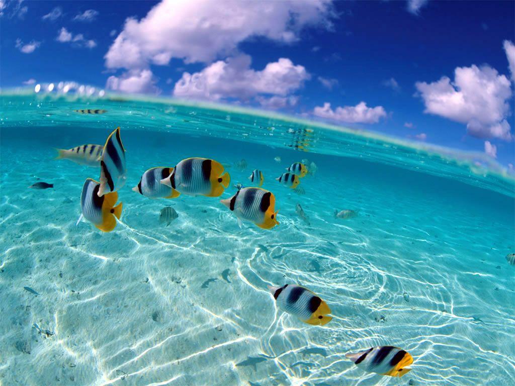 1024x768 Fish Picture and Ocean Fish Picture Gallery