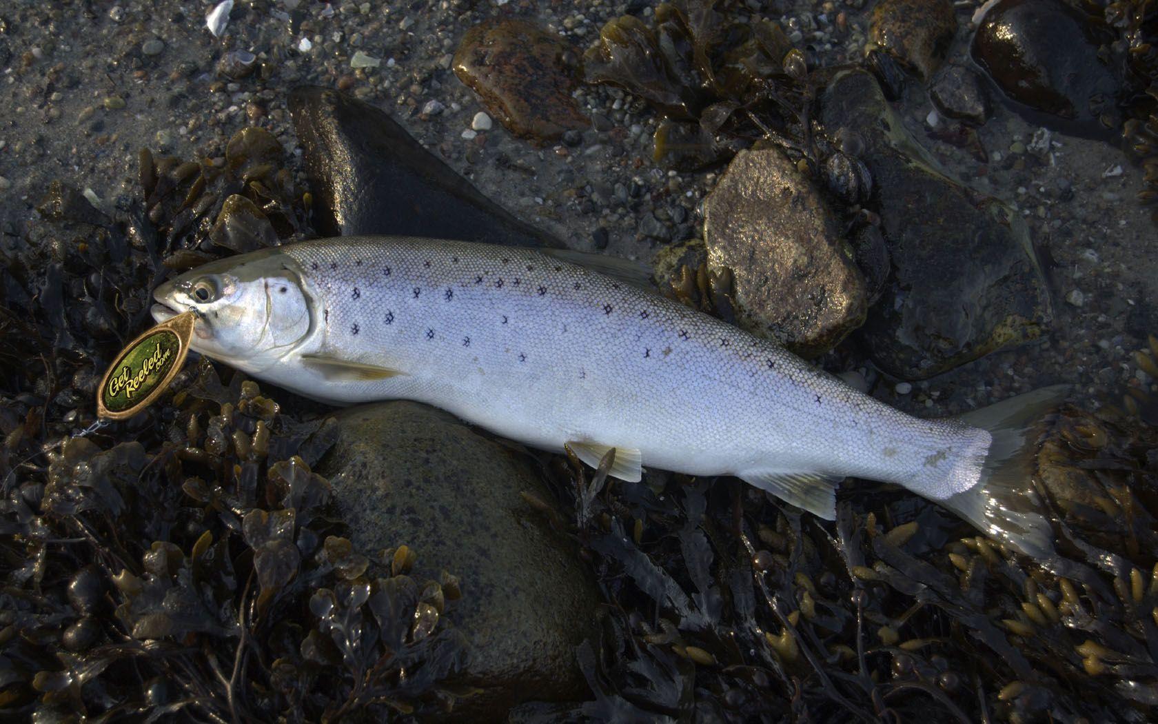 1680x1050 Free Fishing Desktop Wallpaper from GetREELed.com's