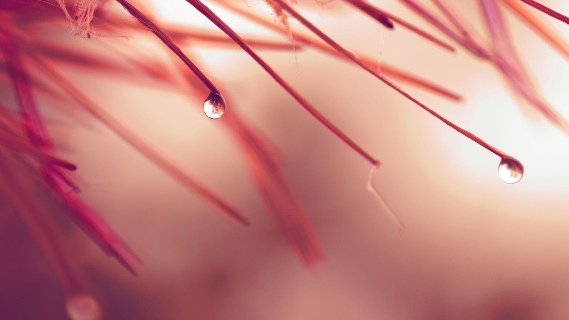 1920x1080 Rain On Leaves Wallpaper HD
