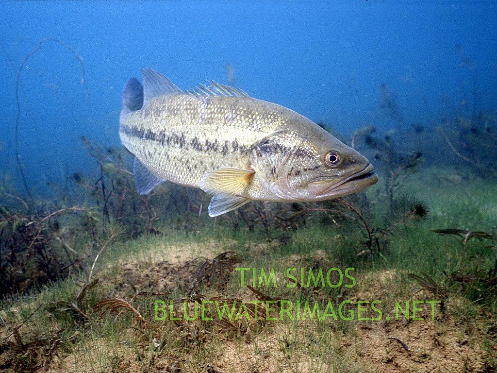 1024x768 Bass Fishing Wallpaper. Bass Fishing Picture. The Ultimate Bass