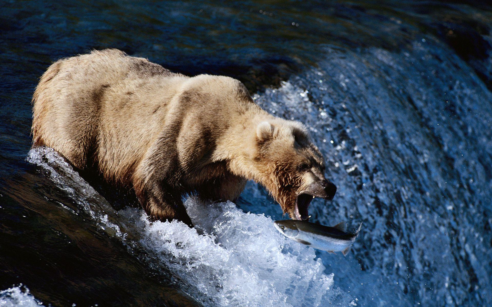 1920x1200 Bear Catching Fish Desktop Background HD 1920x1200