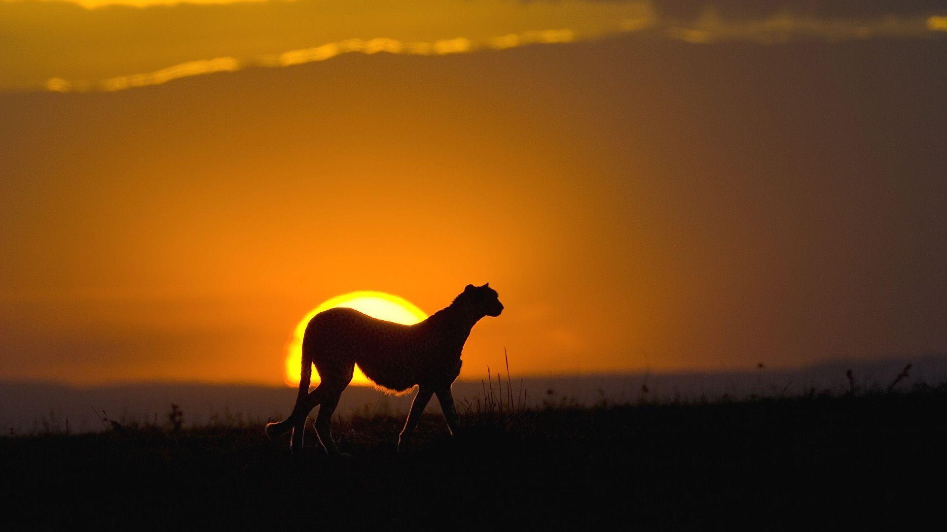 African Sunset Wallpapers - Top Free African Sunset Backgrounds