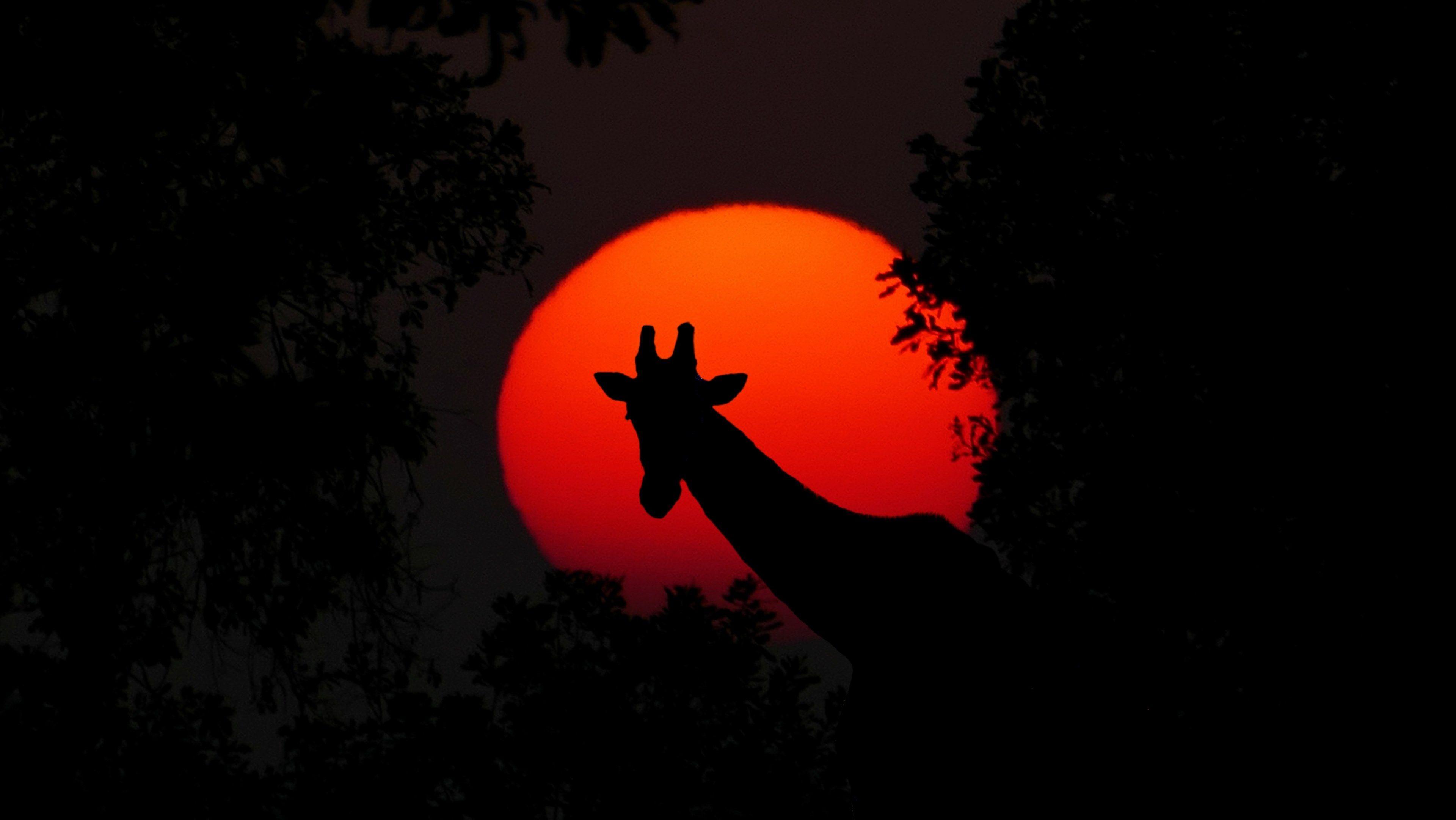 3840x2161 giraffe #animal #africa #sunset #nature #wilderness 4k wallpaper