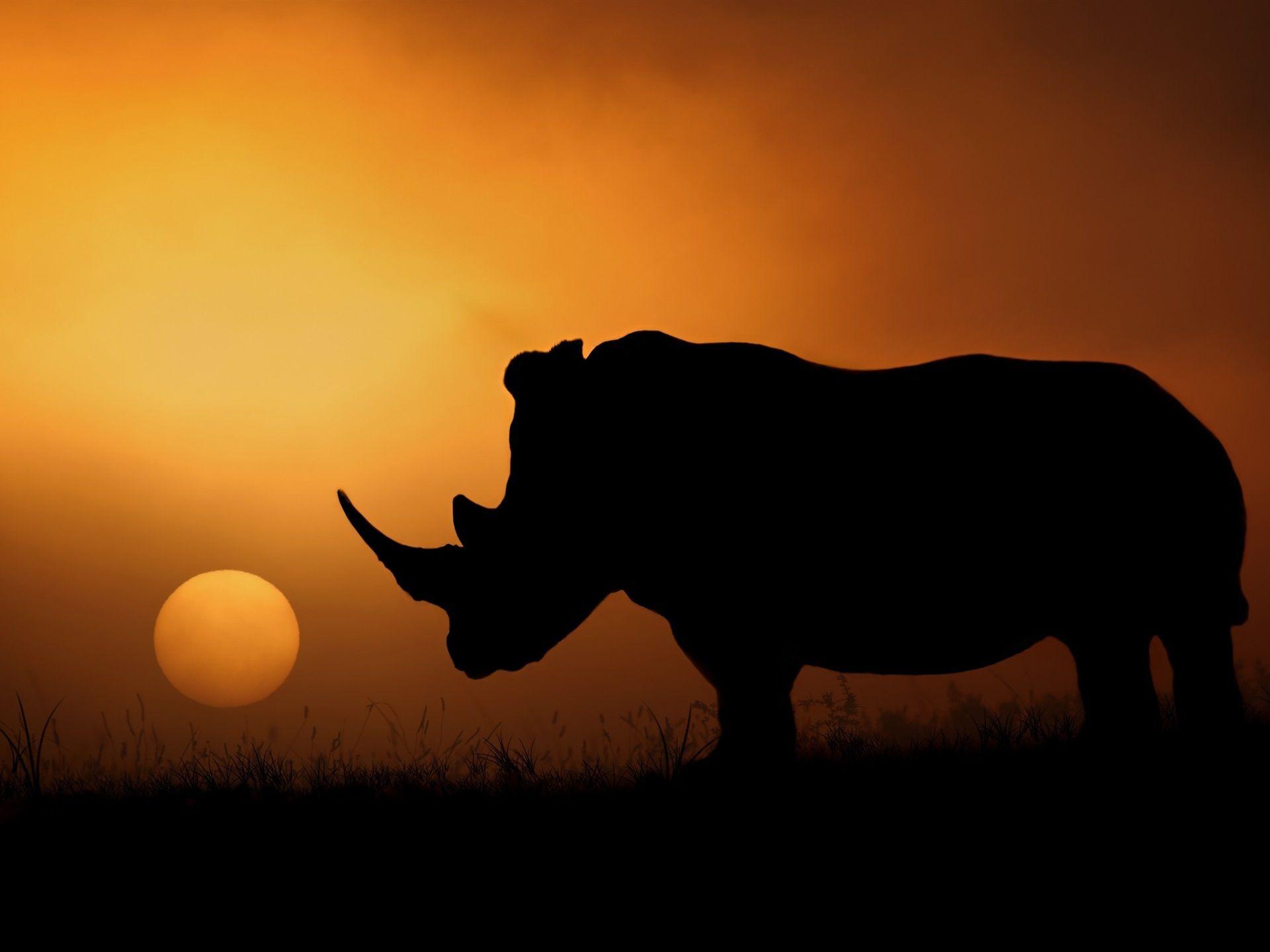 1920x1440 Rhino Silhouette, Africa, Sunset, Evening 750x1334 IPhone 8 7 6 6S