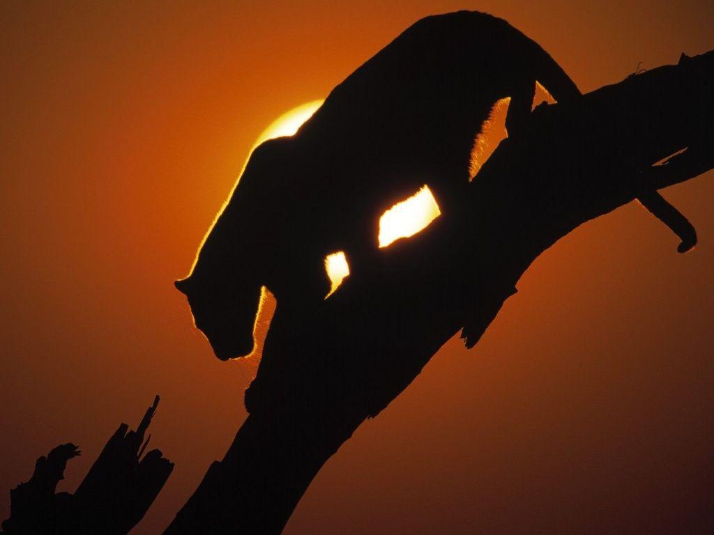 1024x768 African Sunset Wallpaper