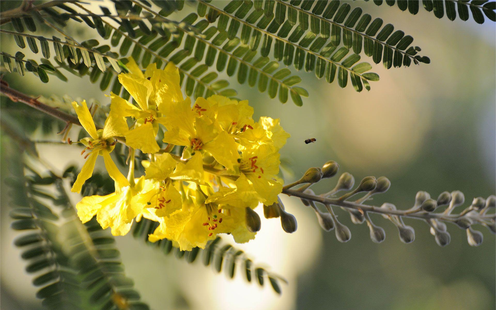 Acacia Wallpapers - Top Free Acacia Backgrounds - WallpaperAccess