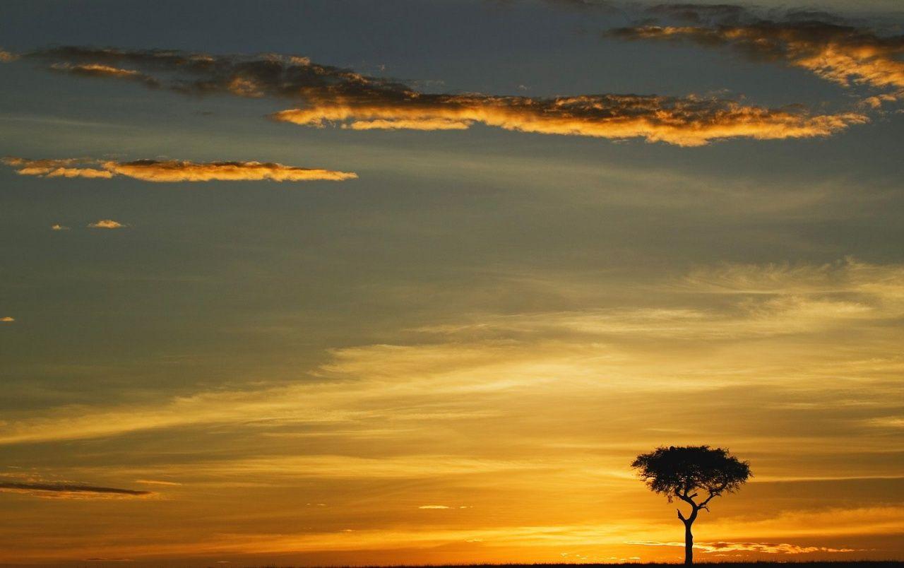 1280x804 Single Acacia Tree wallpaper. Single Acacia Tree