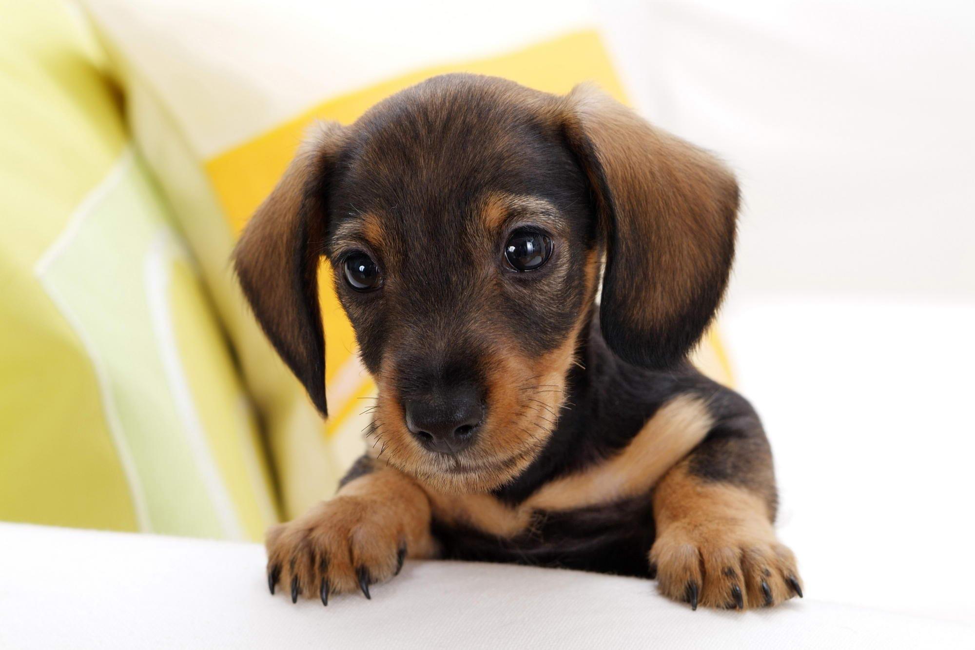 Wiener Dog Wallpapers - Top Free Wiener Dog Backgrounds - WallpaperAccess