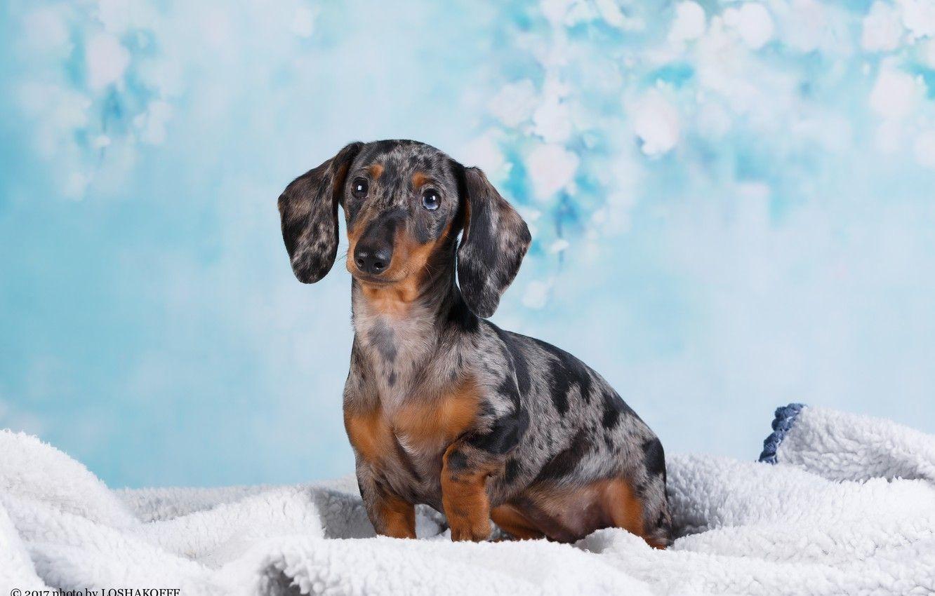 Wiener Dog Wallpapers - Top Free Wiener Dog Backgrounds - WallpaperAccess