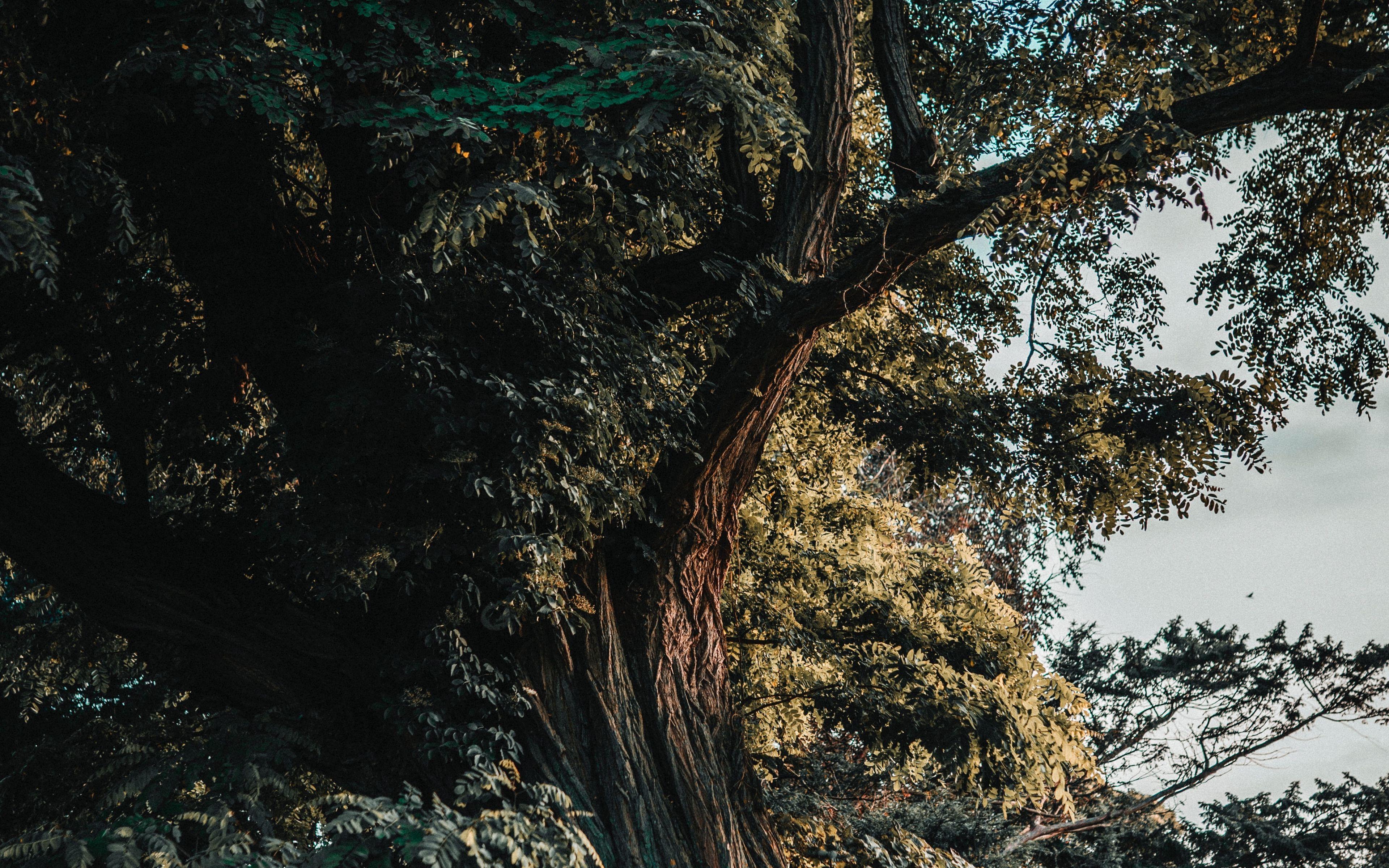 3840x2400 Download wallpaper 3840x2400 acacia, tree, old, trunk, branches