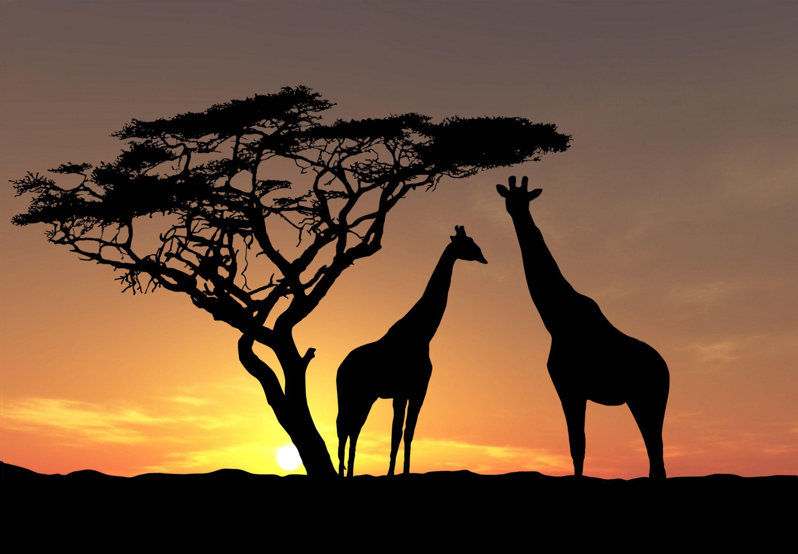 2560x1777 Acacia Tree Giraffe Animal Wallpaper Desktop HD Wallpaper