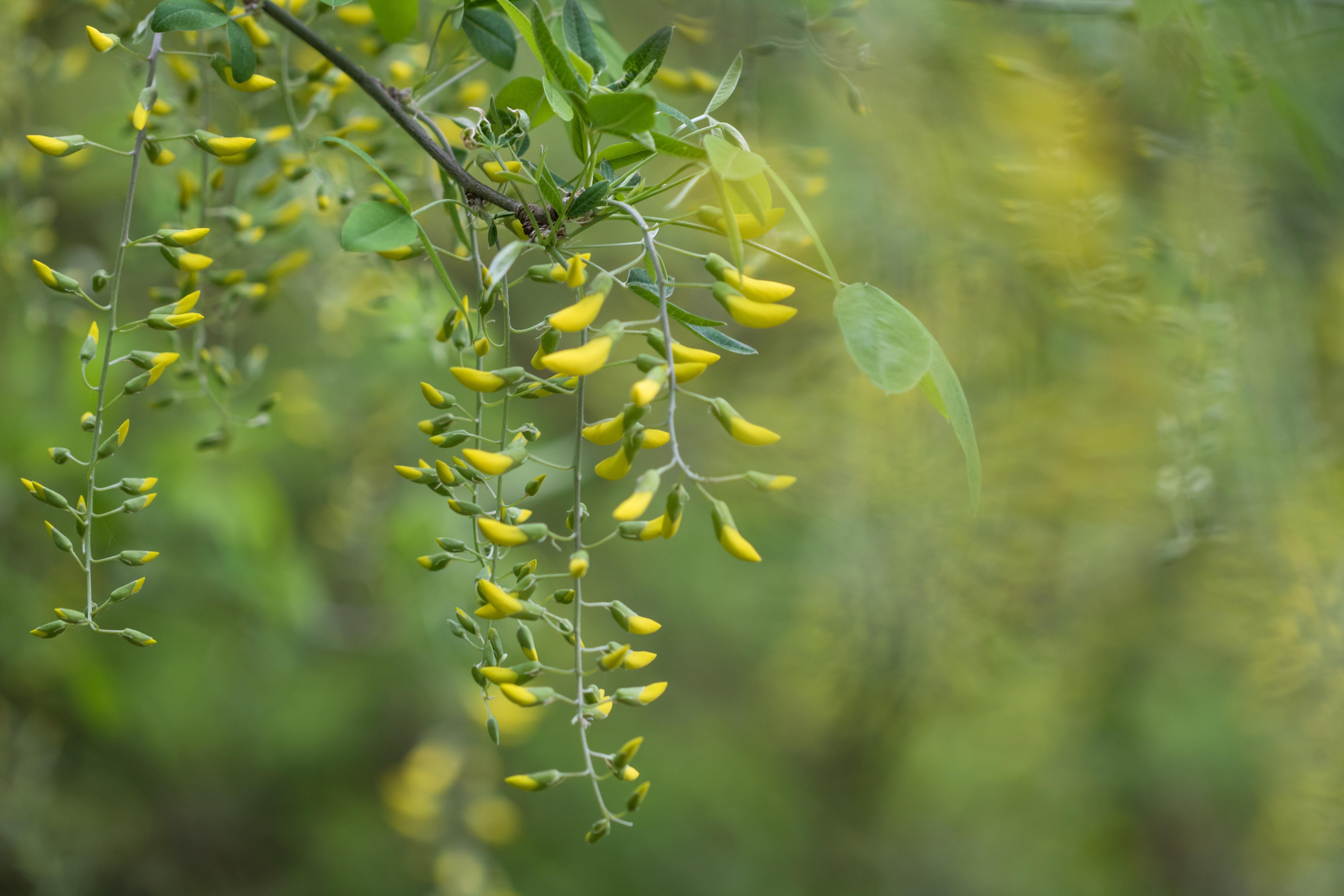6000x4000 wallpaper acacia, yellow, buds, branch, bloom HD : Widescreen