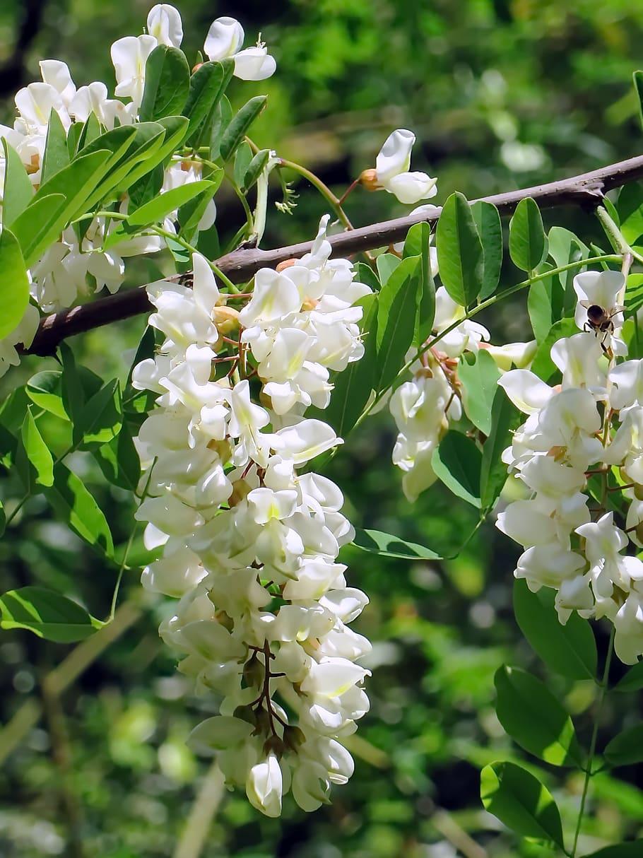 910x1214 HD wallpaper: acacia, flower, white flower, edible, fabacées