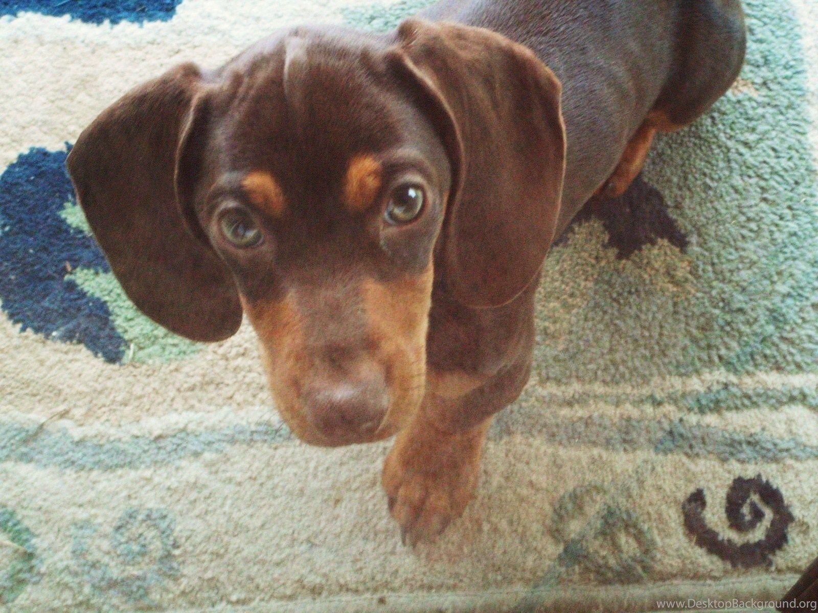 Wiener Dog Wallpapers Top Free Wiener Dog Backgrounds WallpaperAccess