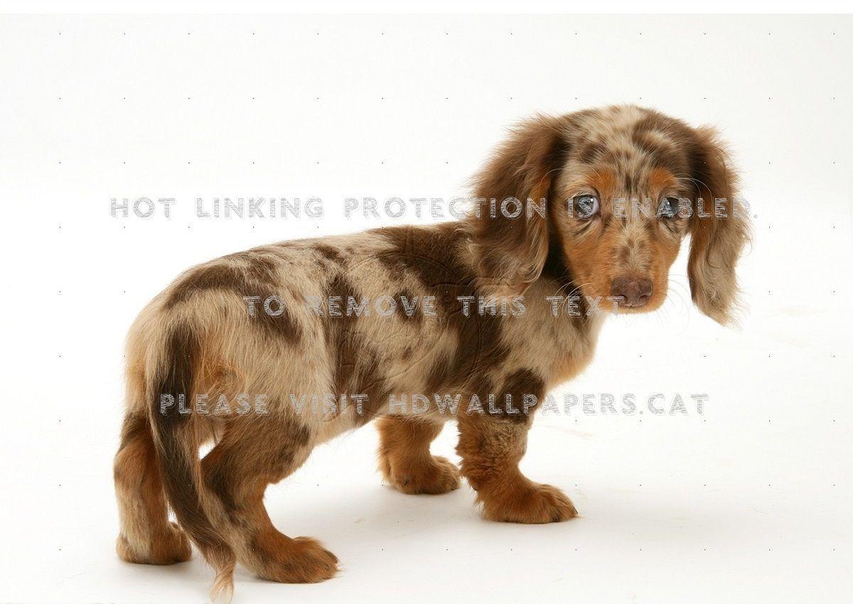 1200x850 cute puppy dachshund doxi pet wiener dog