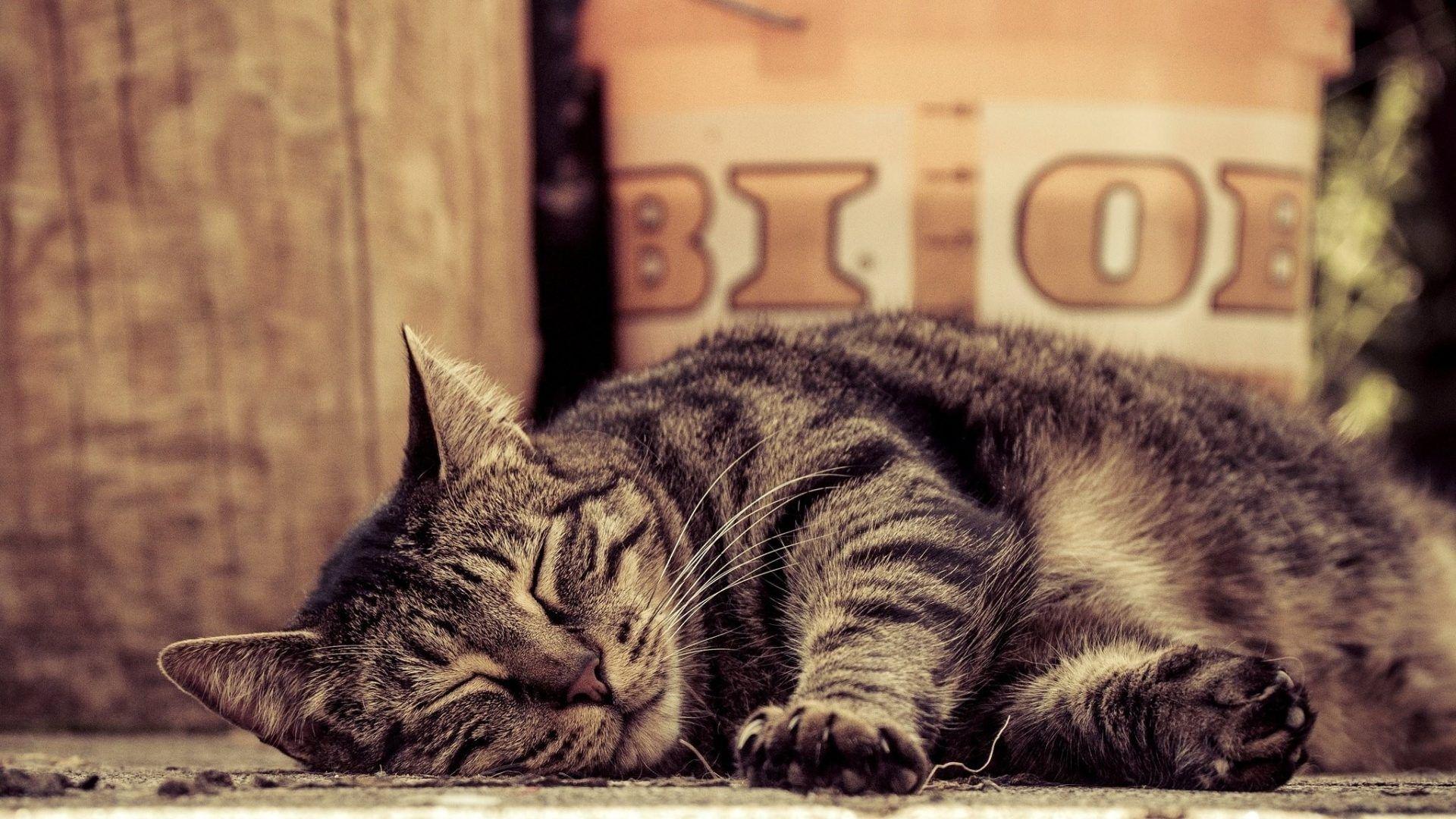 1920x1080 Tabby Tag hình nền: Sleeping Tabby Cat Lies Paws Japanese Cats