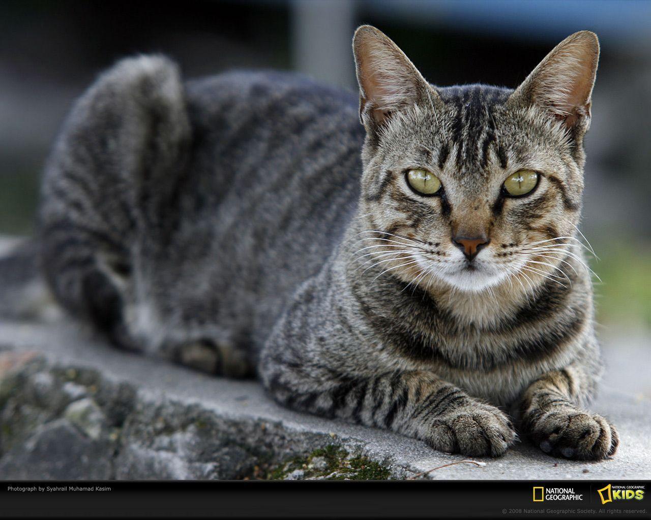 Tabby Cat Wallpapers - Top Free Tabby Cat Backgrounds - WallpaperAccess