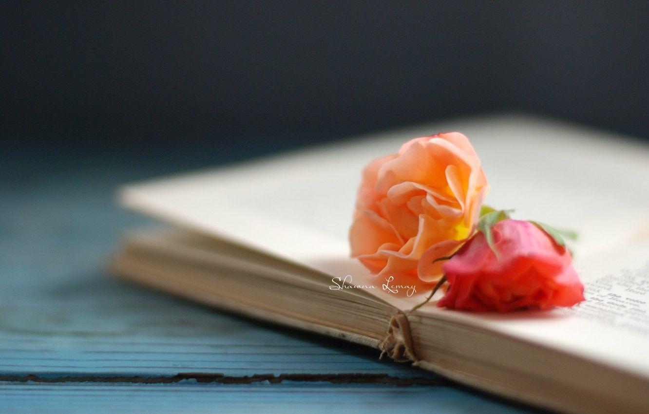1332x850 Wallpaper flowers, background, Wallpaper, rose, book, flowers, owner, page, wallpaper image for desktop, section цветы