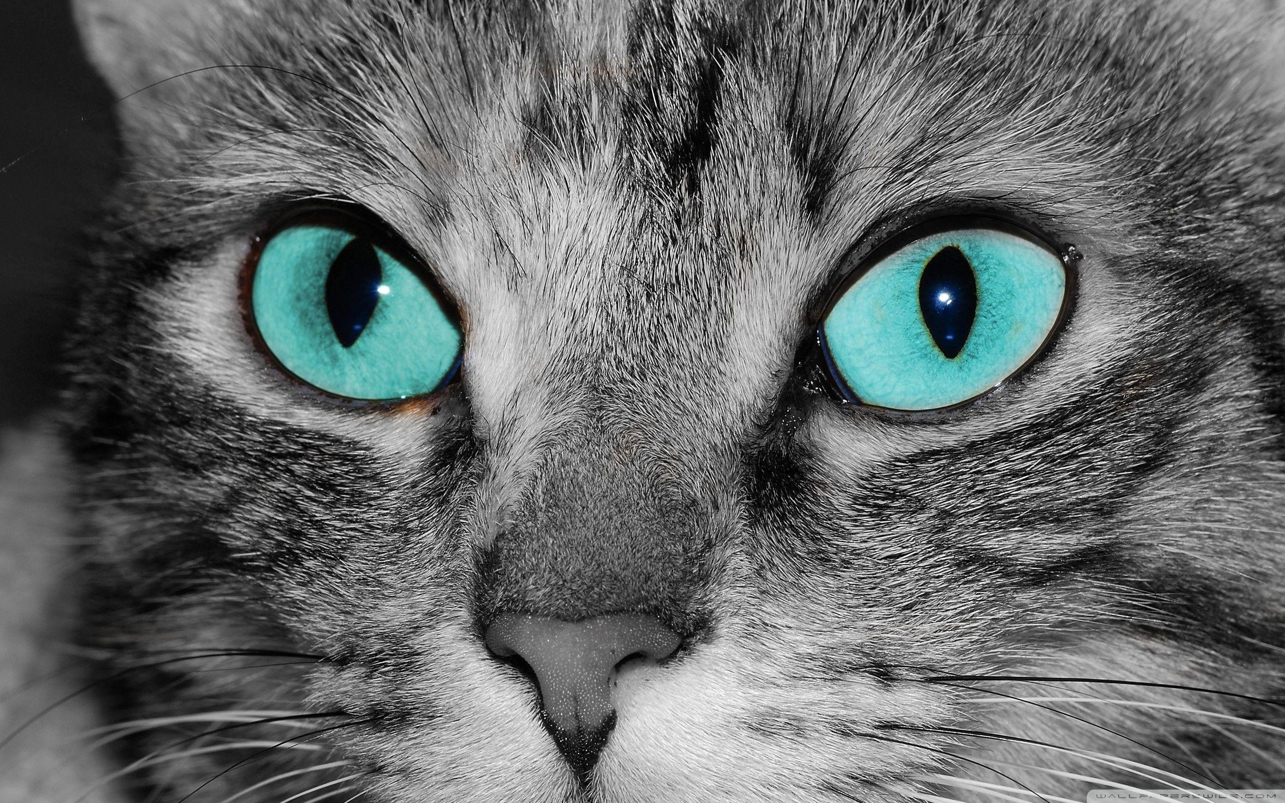 2560x1600 Close Up Of A Grey Tabby Cat Face ❤ 4K HD Desktop Wallpaper for 4K