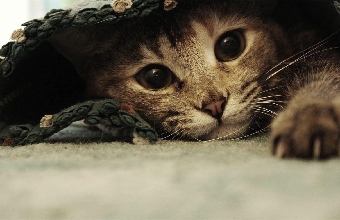 1170x757 Cat Wallpaper New Tab