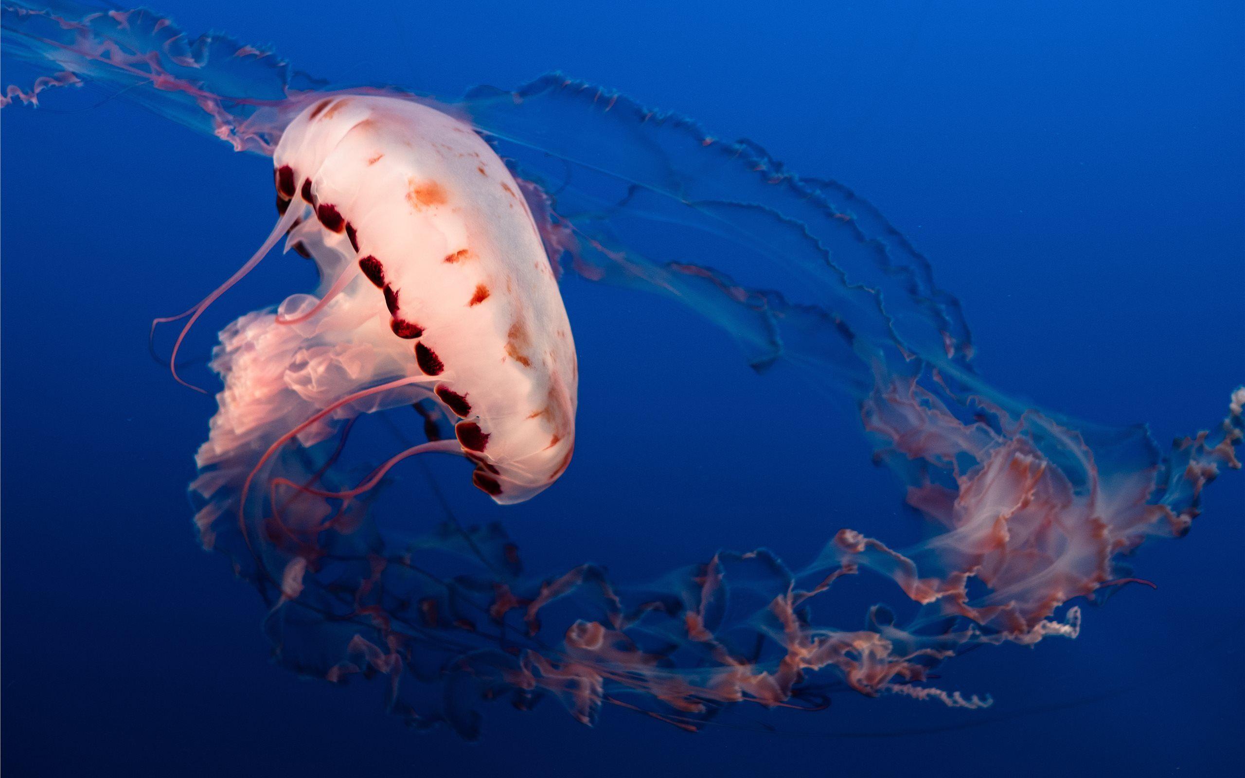 2560x1600 Best jellyfish Mac Wallpaper Free HD Download