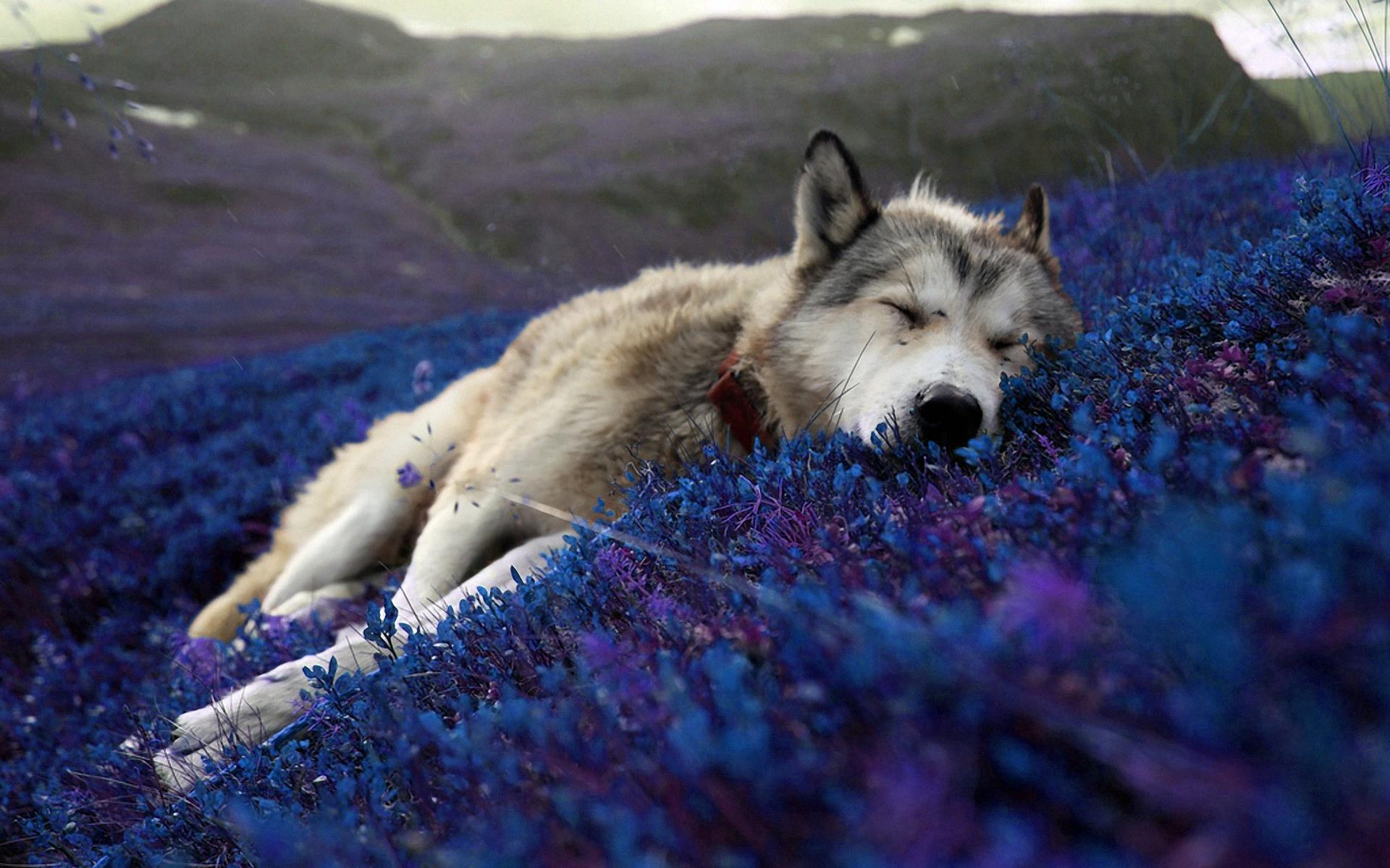 1920x1200 Beautiful, relaxing wallpaper of a wolf sleeping. FIXED!