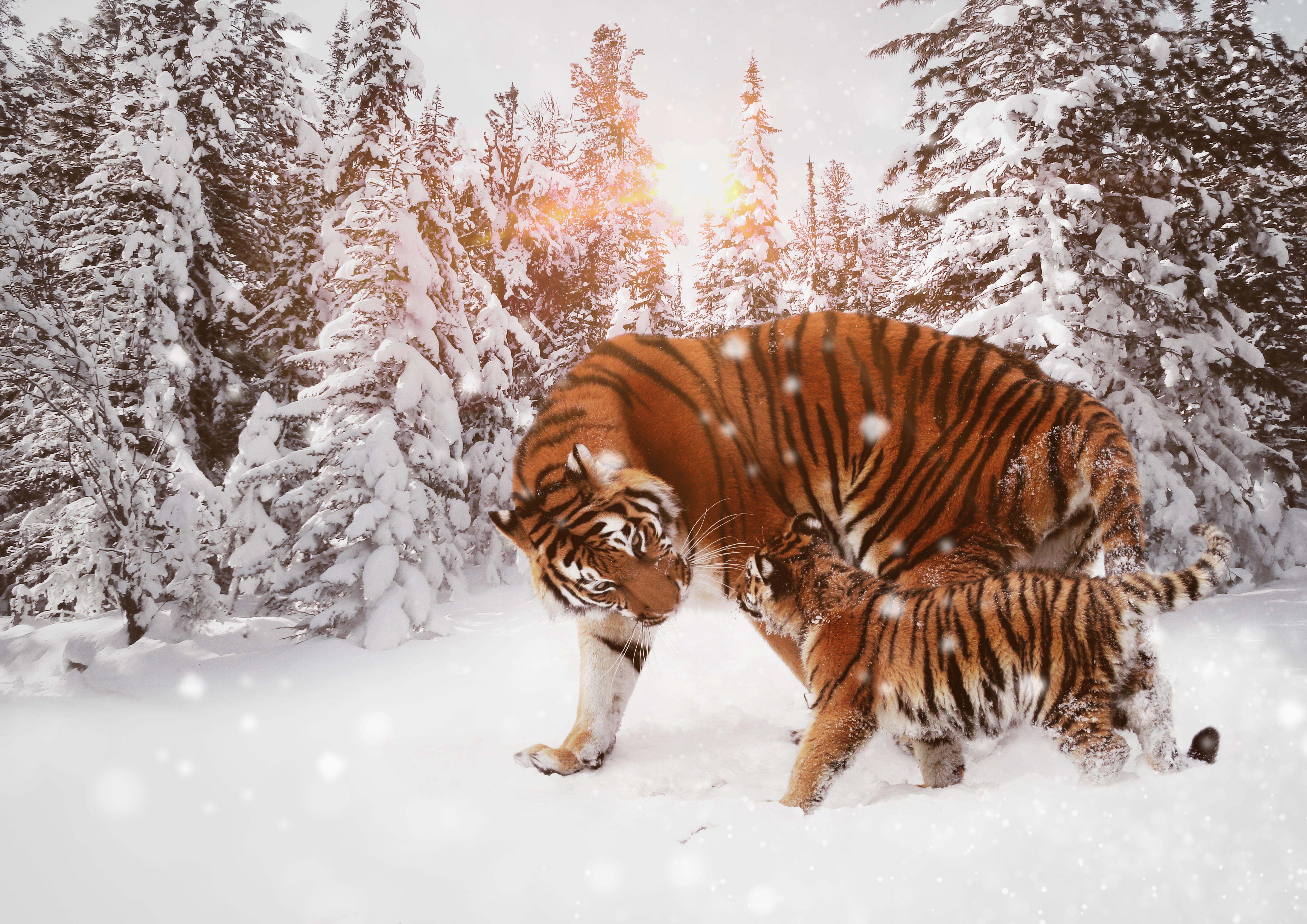 8K Tiger Wallpapers - Top Free 8K Tiger Backgrounds - WallpaperAccess