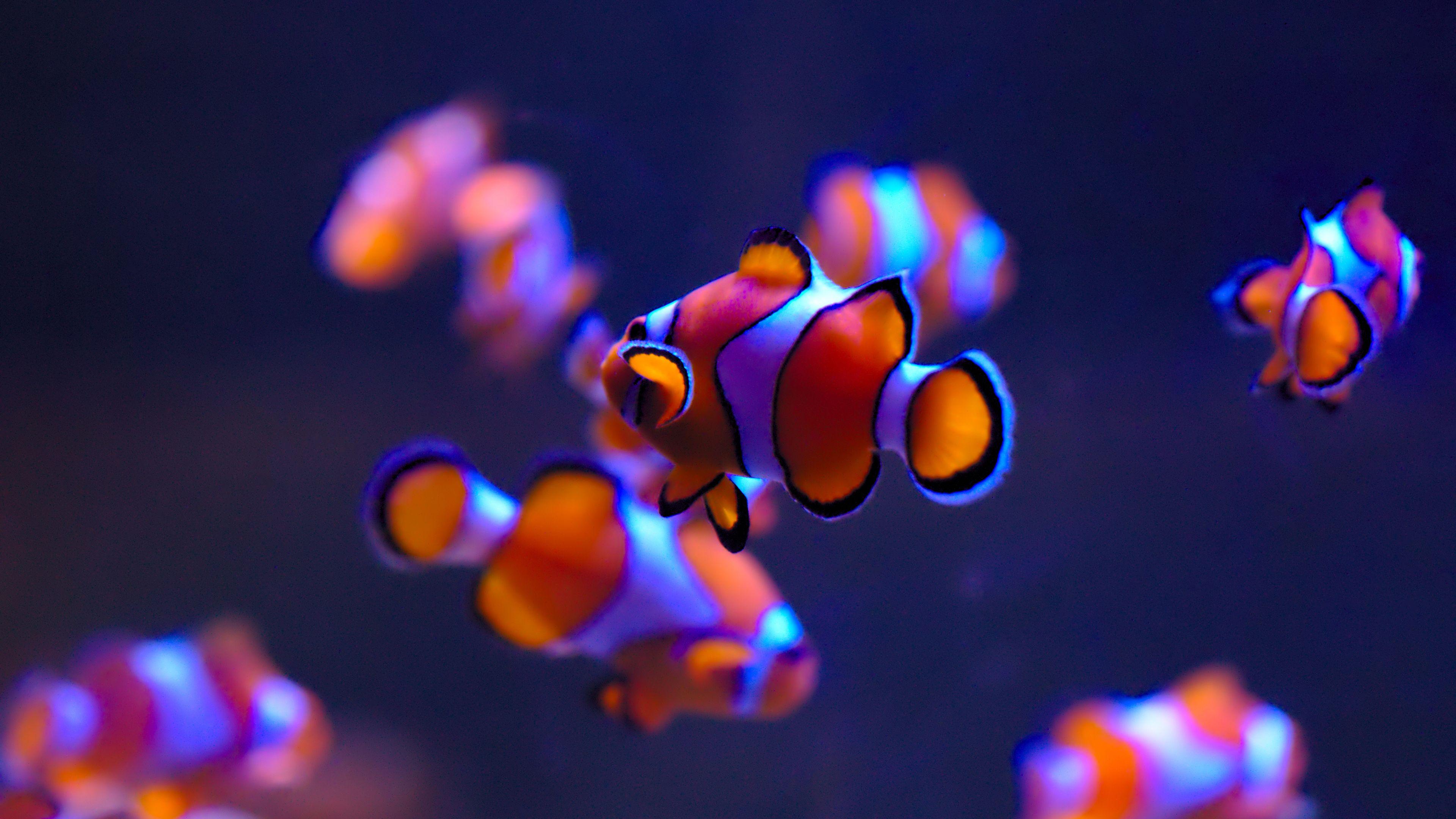 3840x2160 Aquarium HD Wallpaper & Background