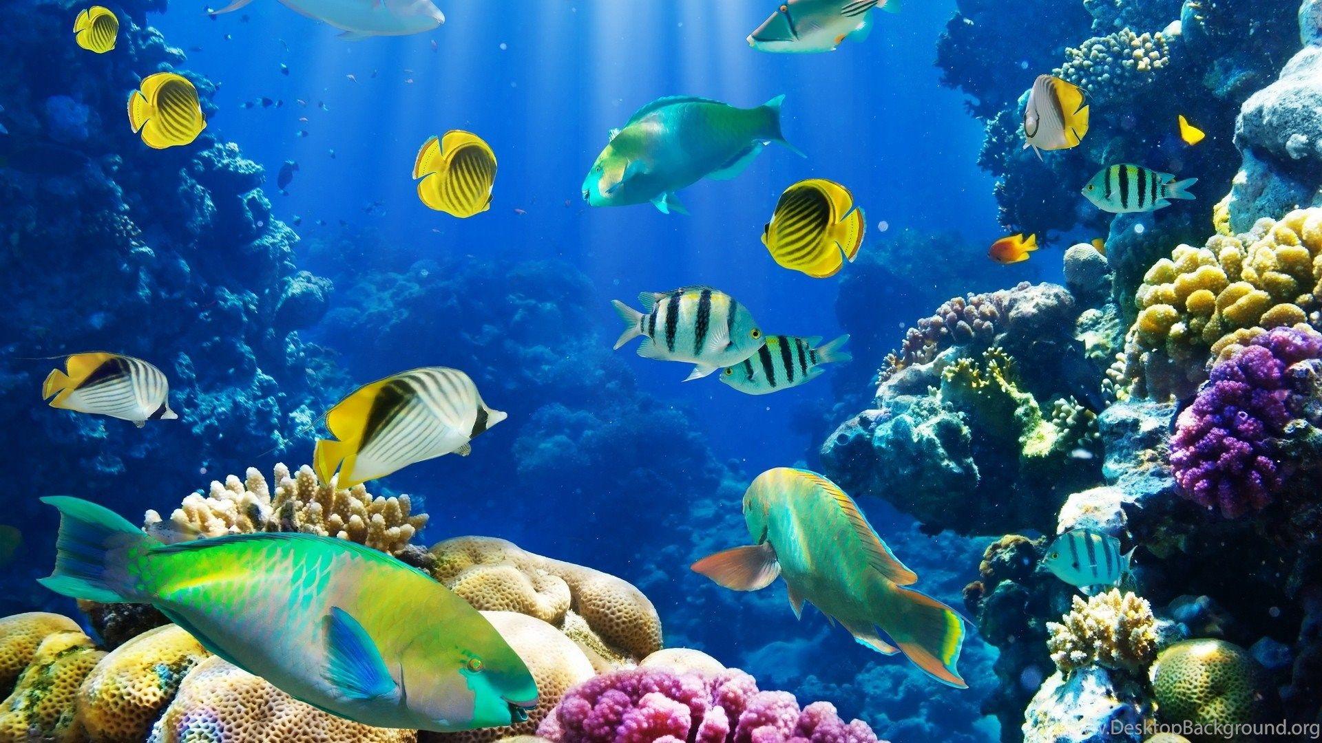 aquarium screensavers for mac free