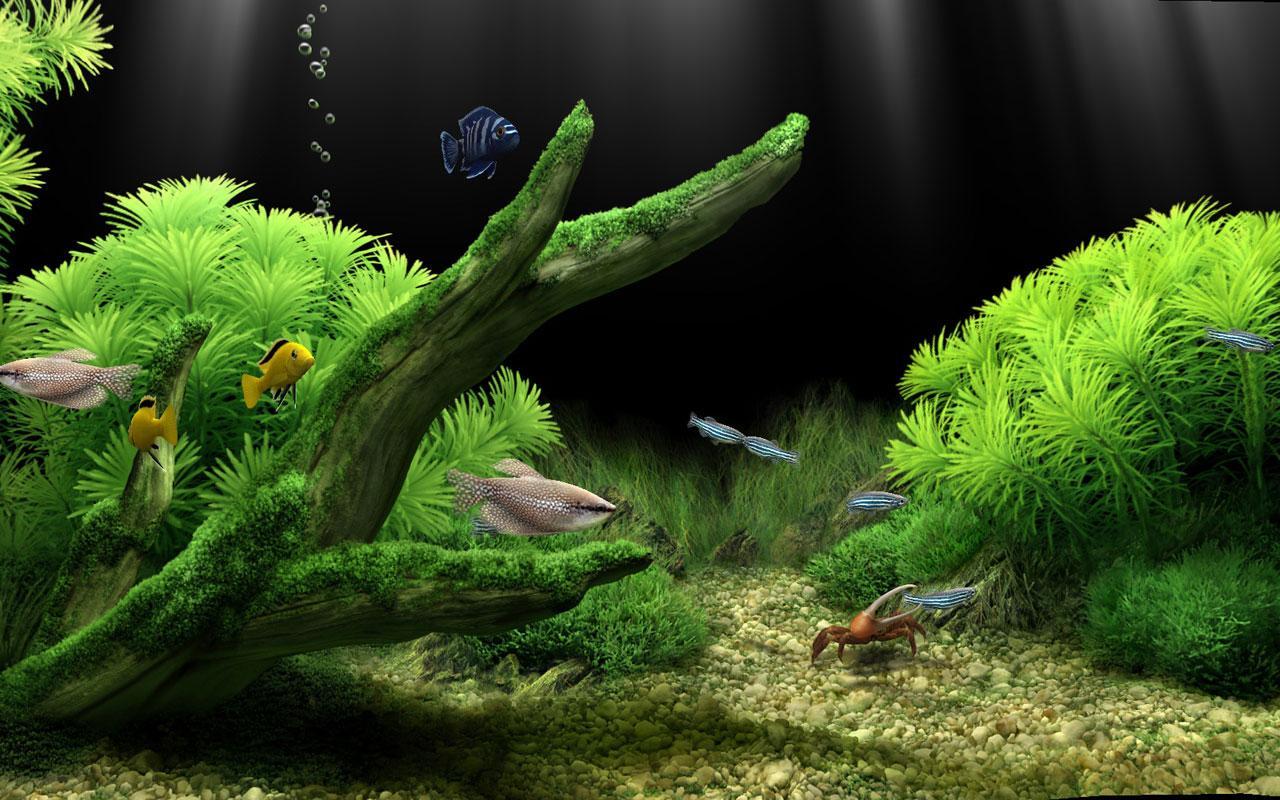 1280x800 Aquarium Wallpaper