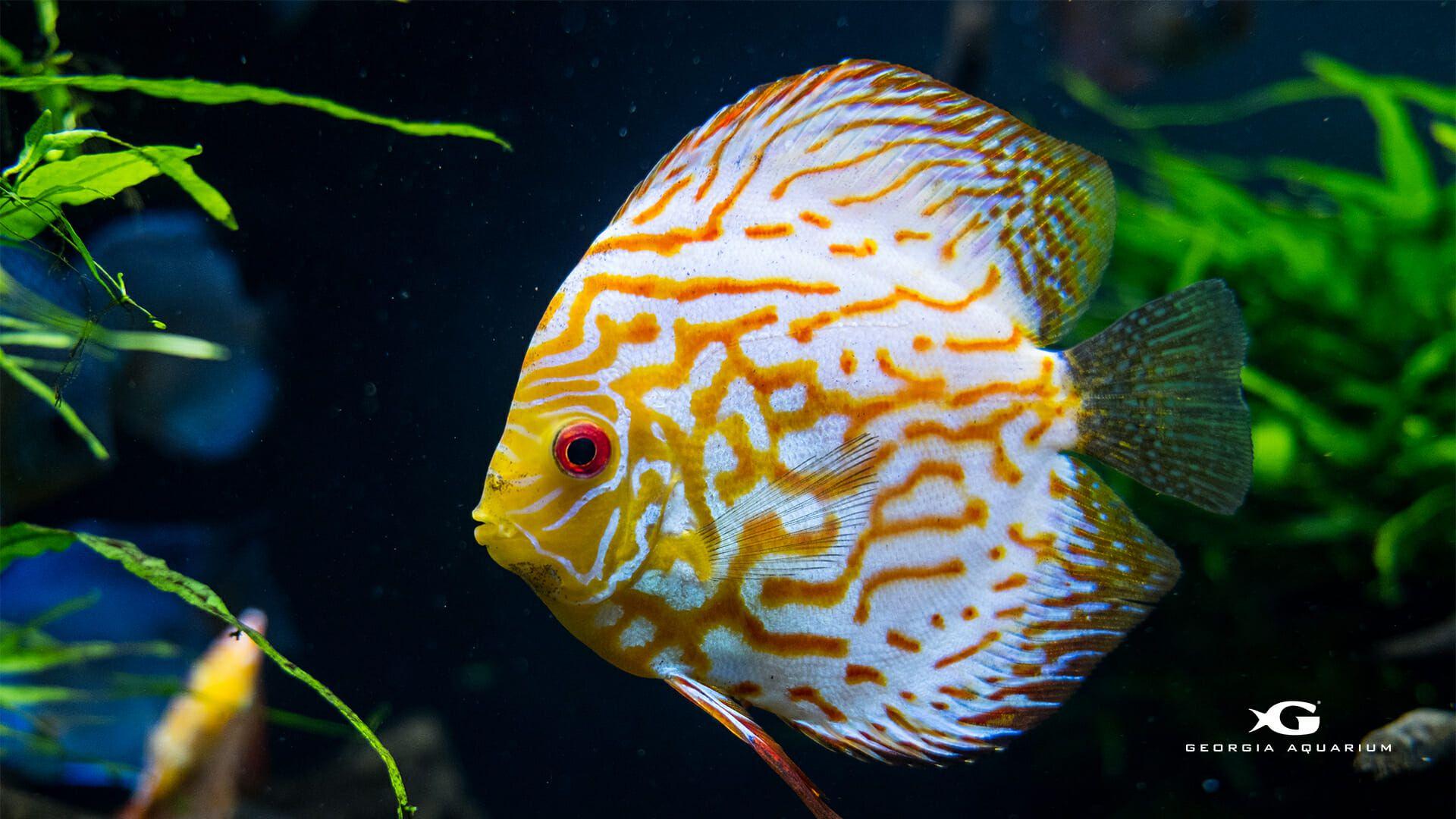 1920x1080 Digital Wallpaper. Virtual Background from Georgia Aquarium