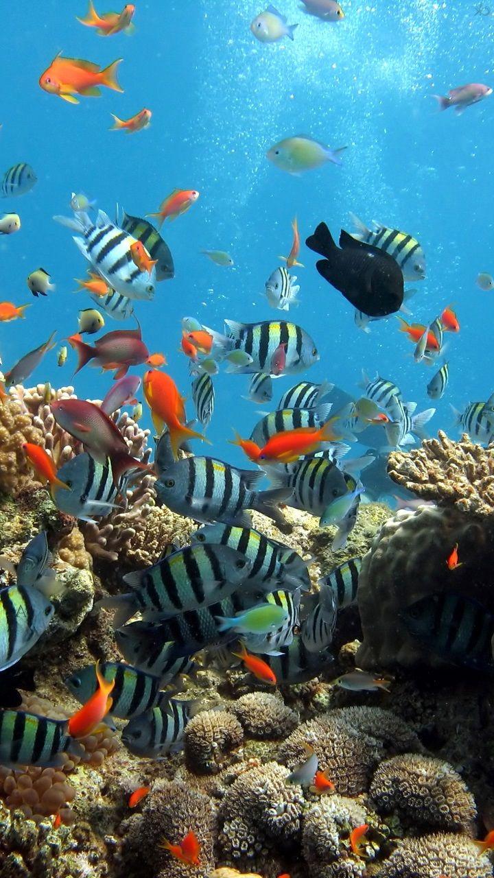 720x1280 gerry aquarium wallpaper nature fish beach wallpaper 19 720x1280