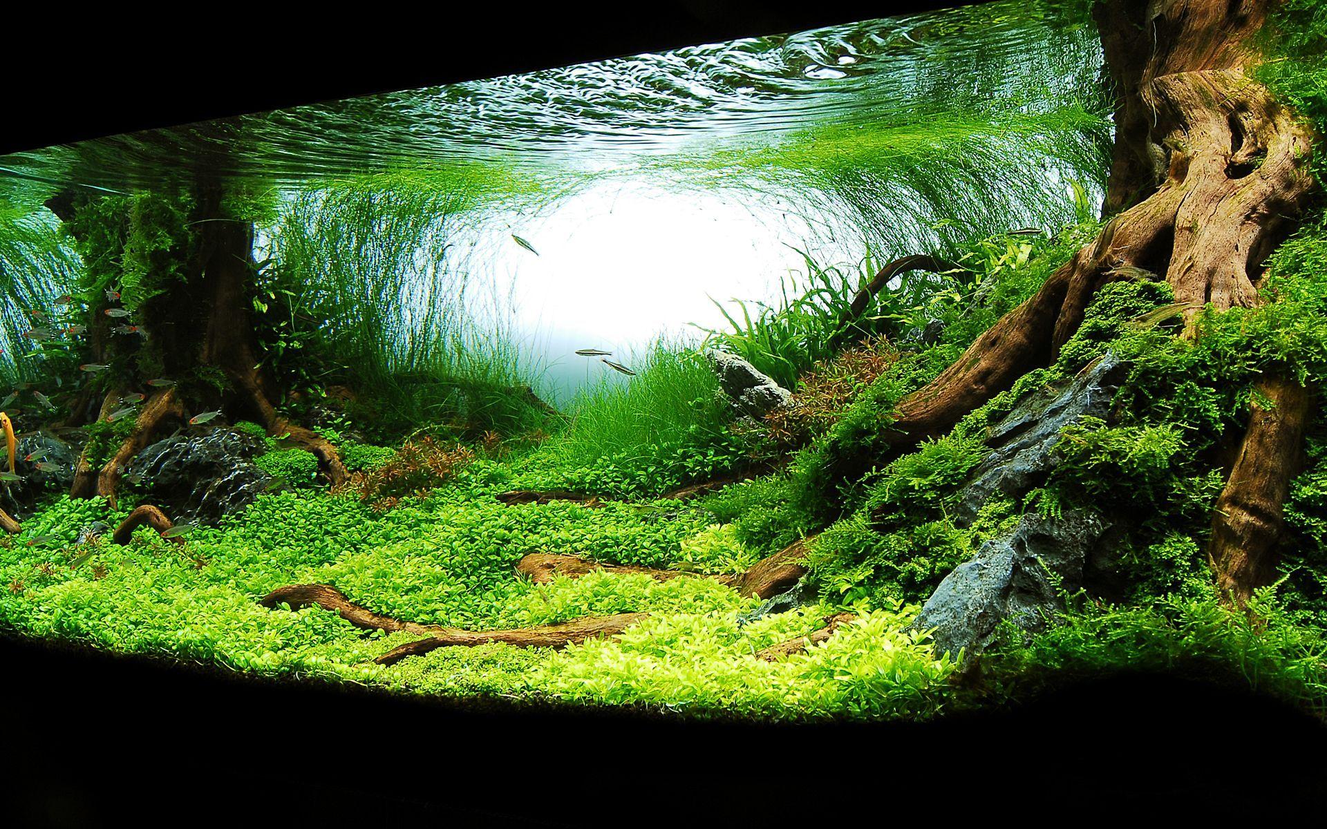 Aquarium Wallpapers - Top Free Aquarium Backgrounds - WallpaperAccess
